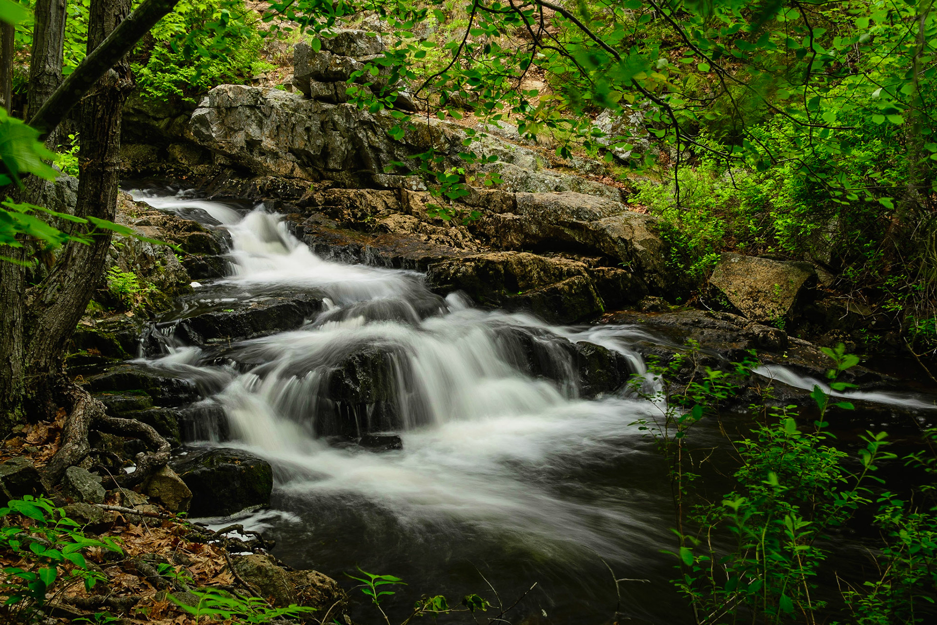 DTGD24273 Duck Brook, Aadia Nat'l Park, ME