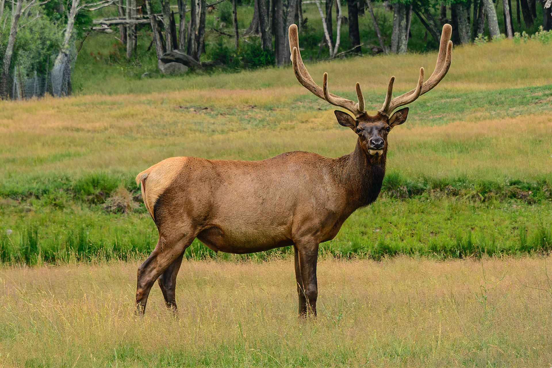 DTGD34593 Elk