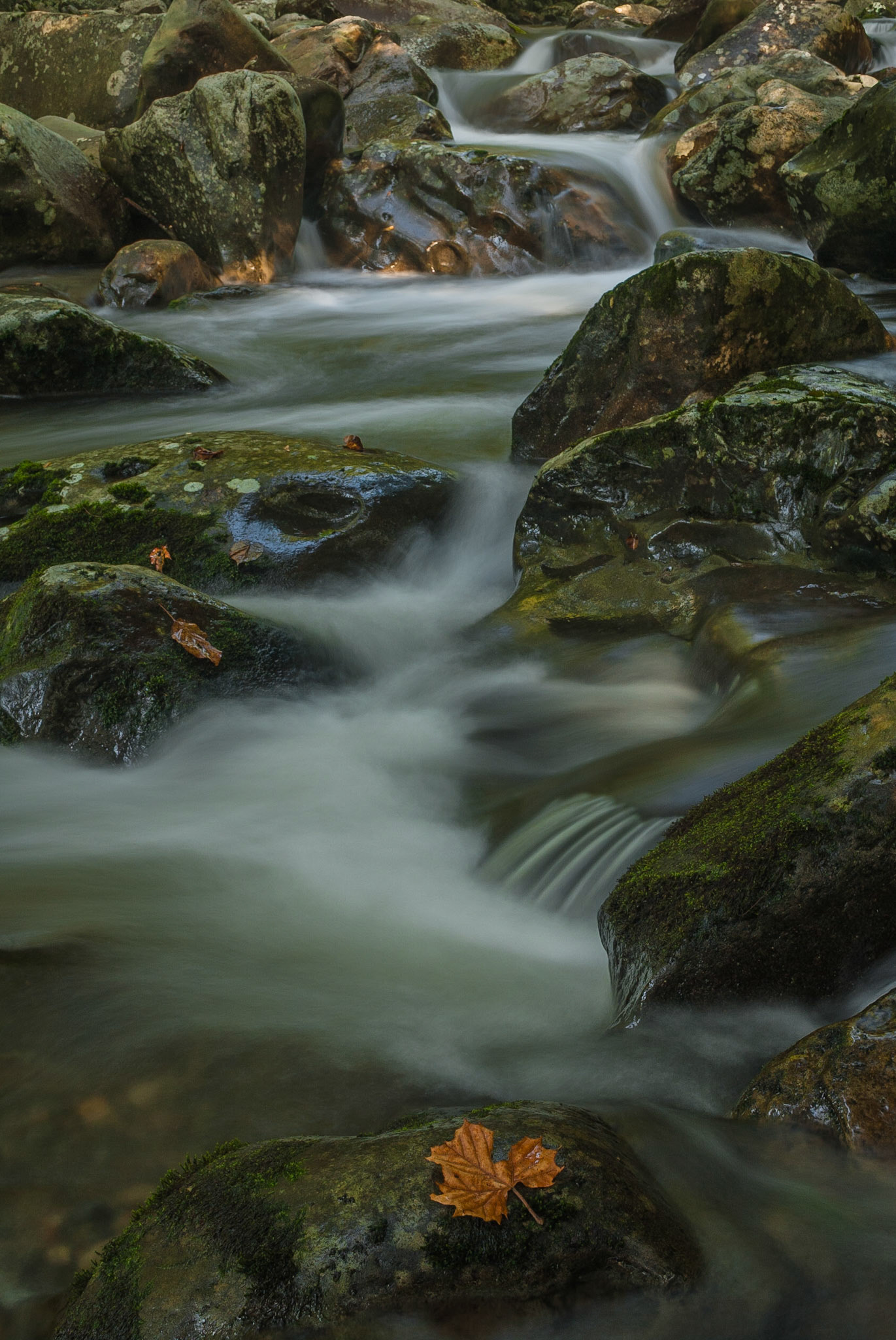 DTGD06122 Middle Prong of Little Pidgeon River