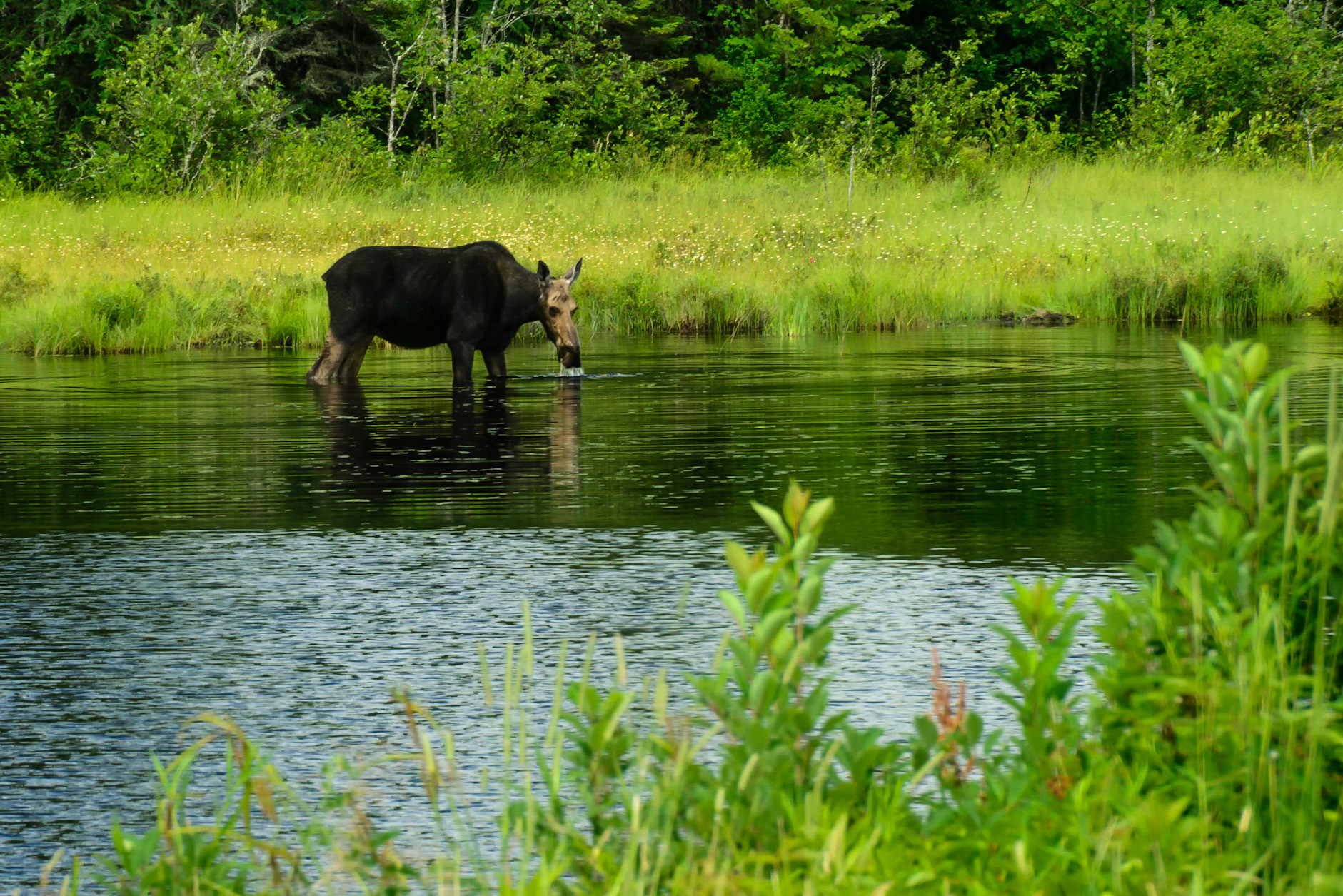 DTGD15695 Moose @ Androscoggin River, NH