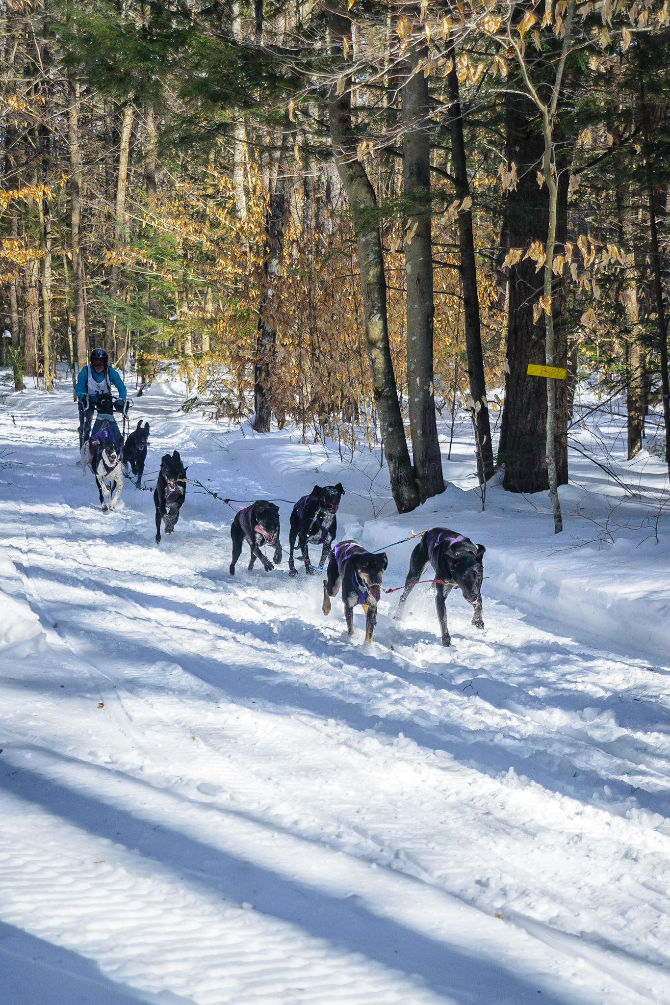 DTGD19361 2015 Sled Dog Races