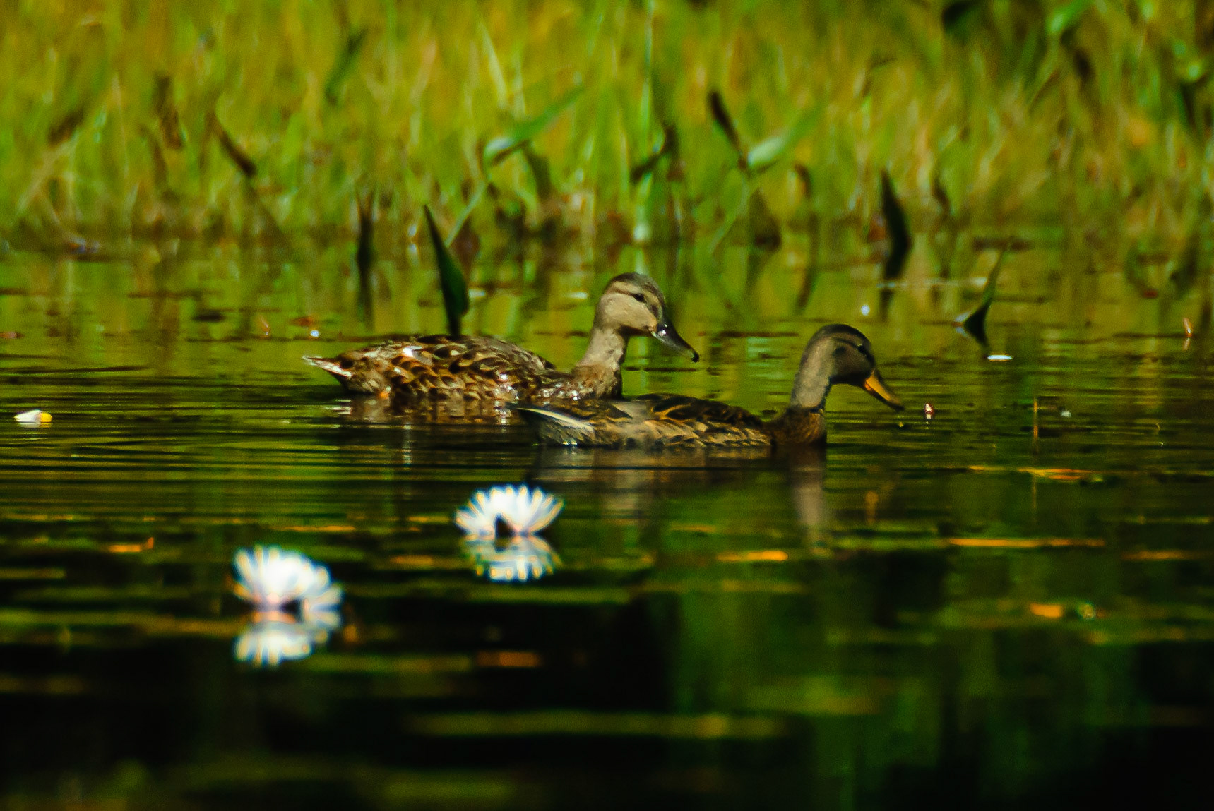 DTGD07907.-Ducks on Chocoura lake