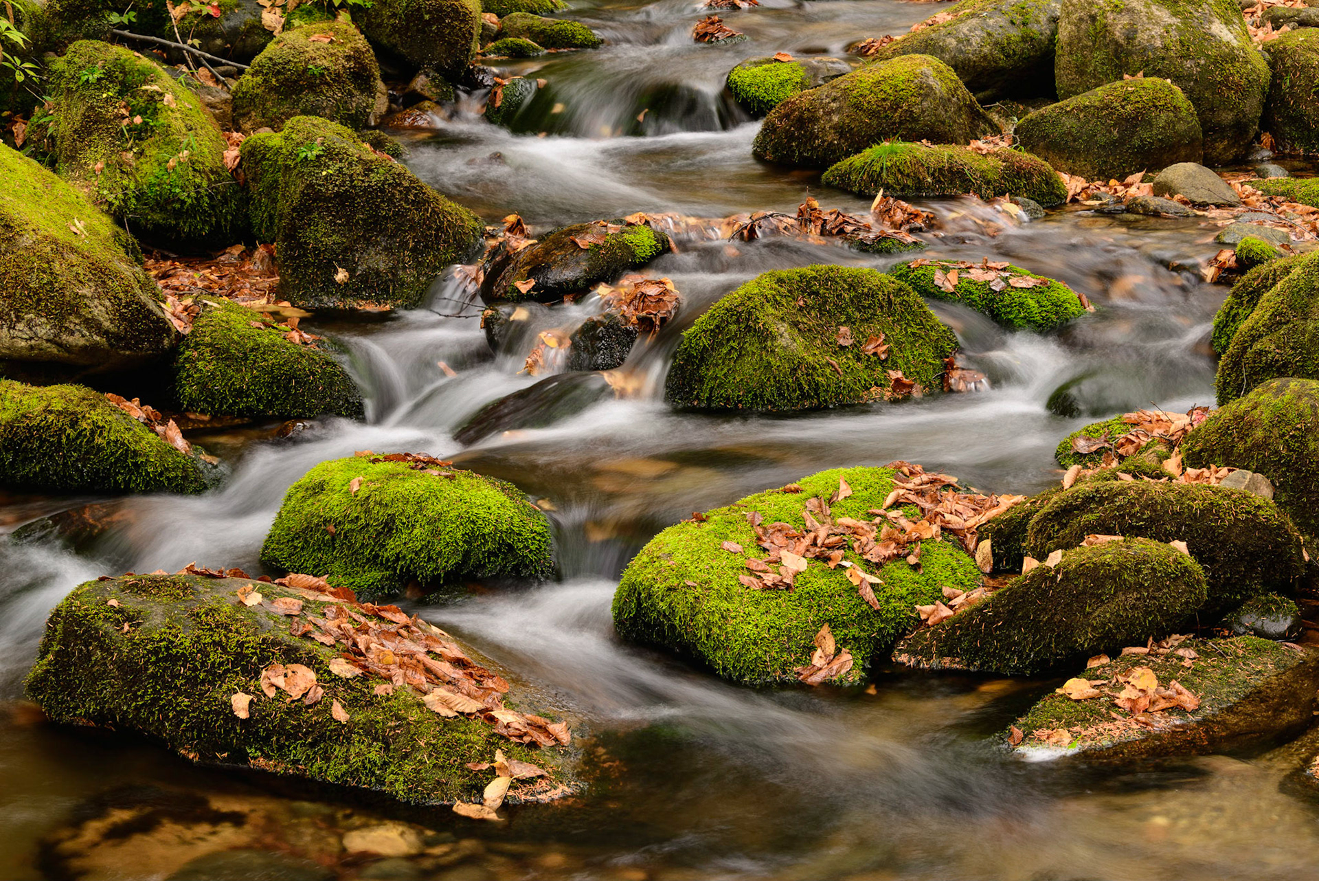 DTGD26940 South Branch Israel River