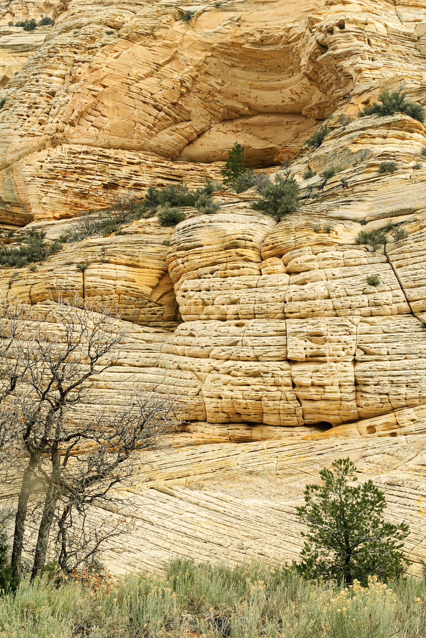 DTGD11211 Striated Rock of Johnson Canyon