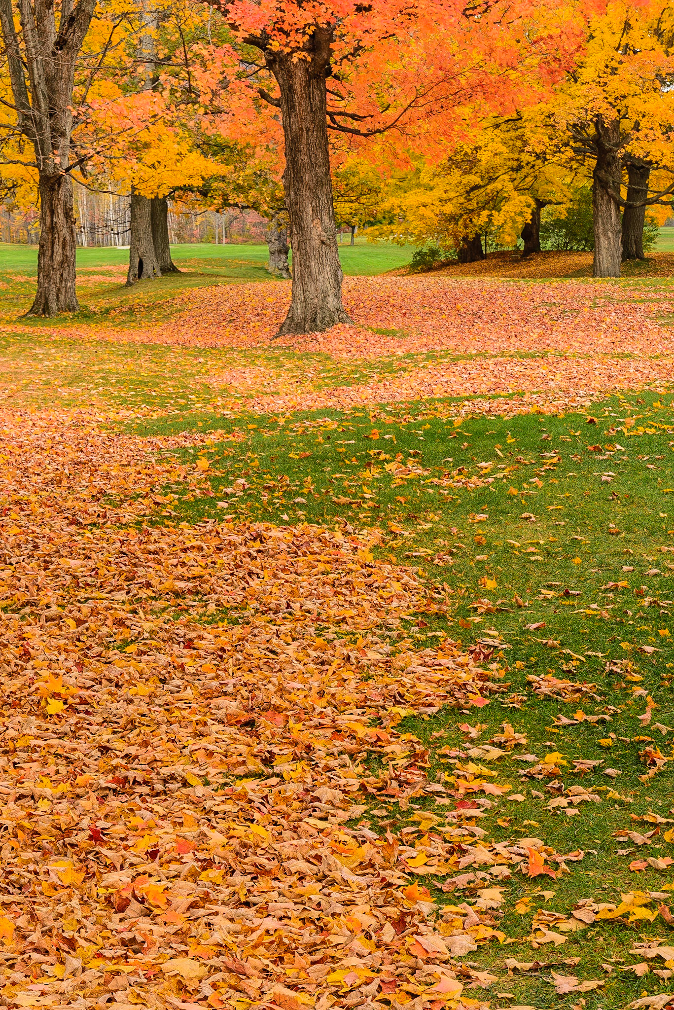 DTGD16442 Fall Color, Gorham, NH