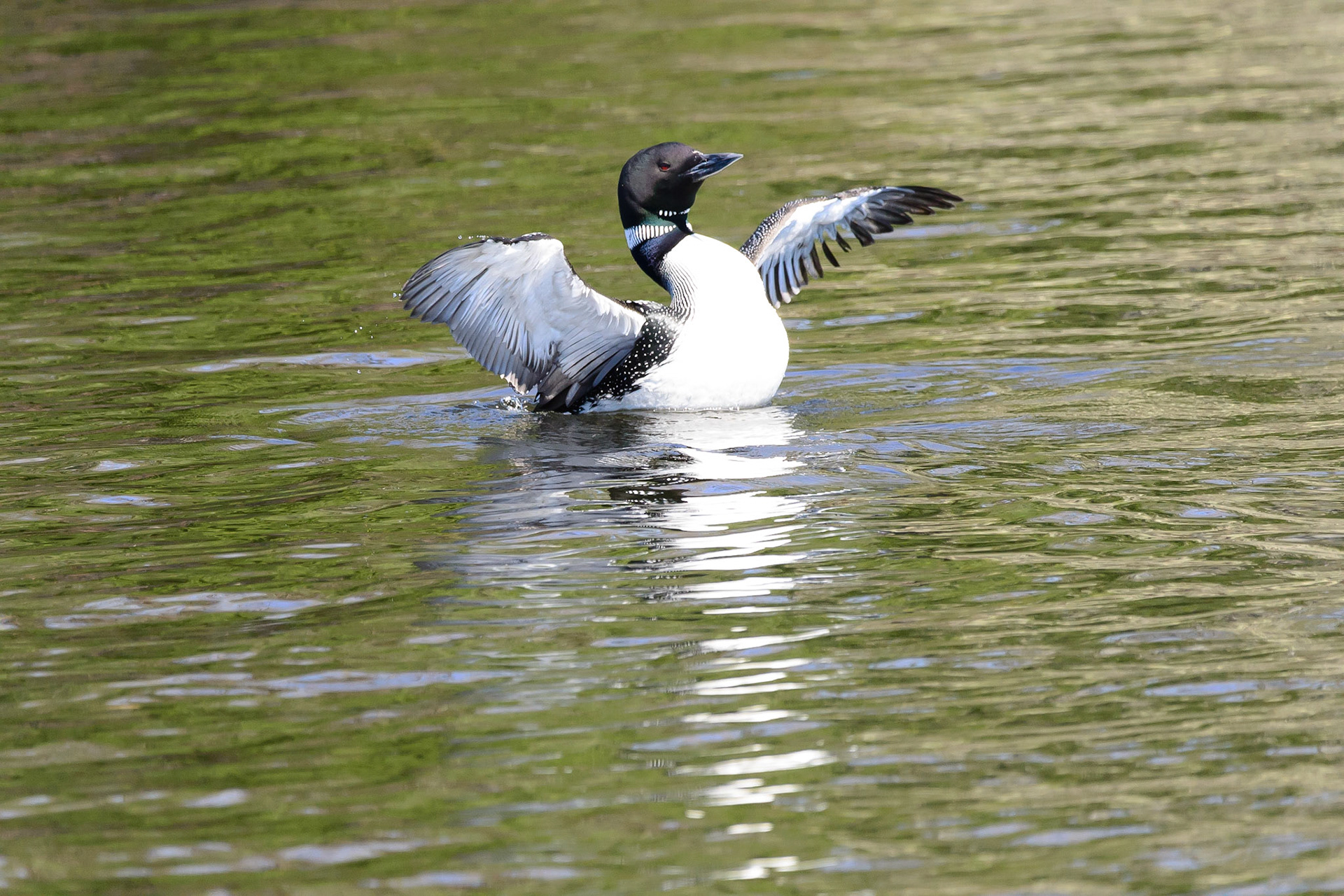 DTGD30707-Loon stretching wings