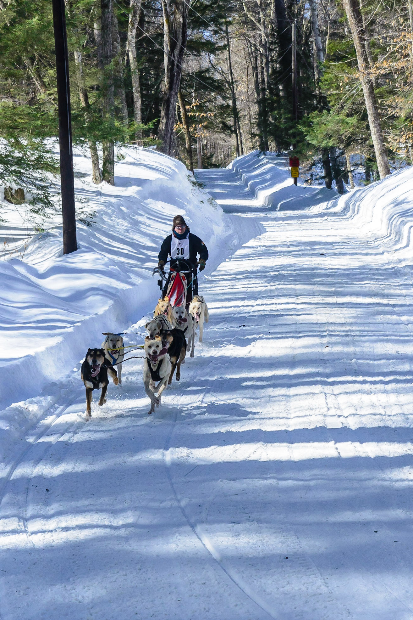 DTGD19323 2015 Sled Dog Races