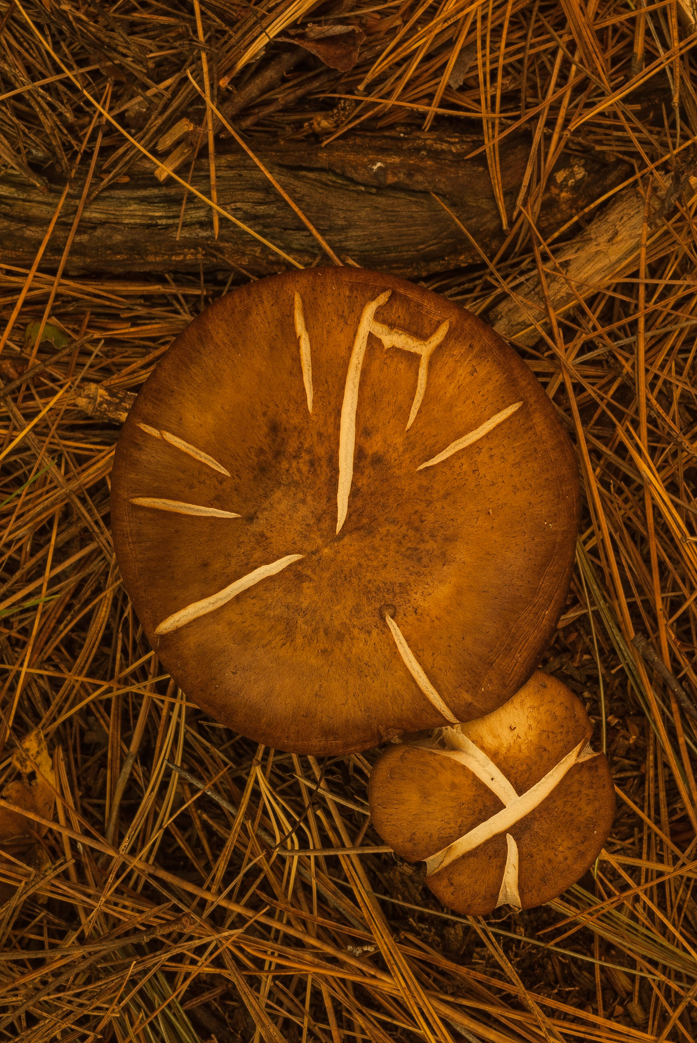 DTGD06738. Fall Mushroom