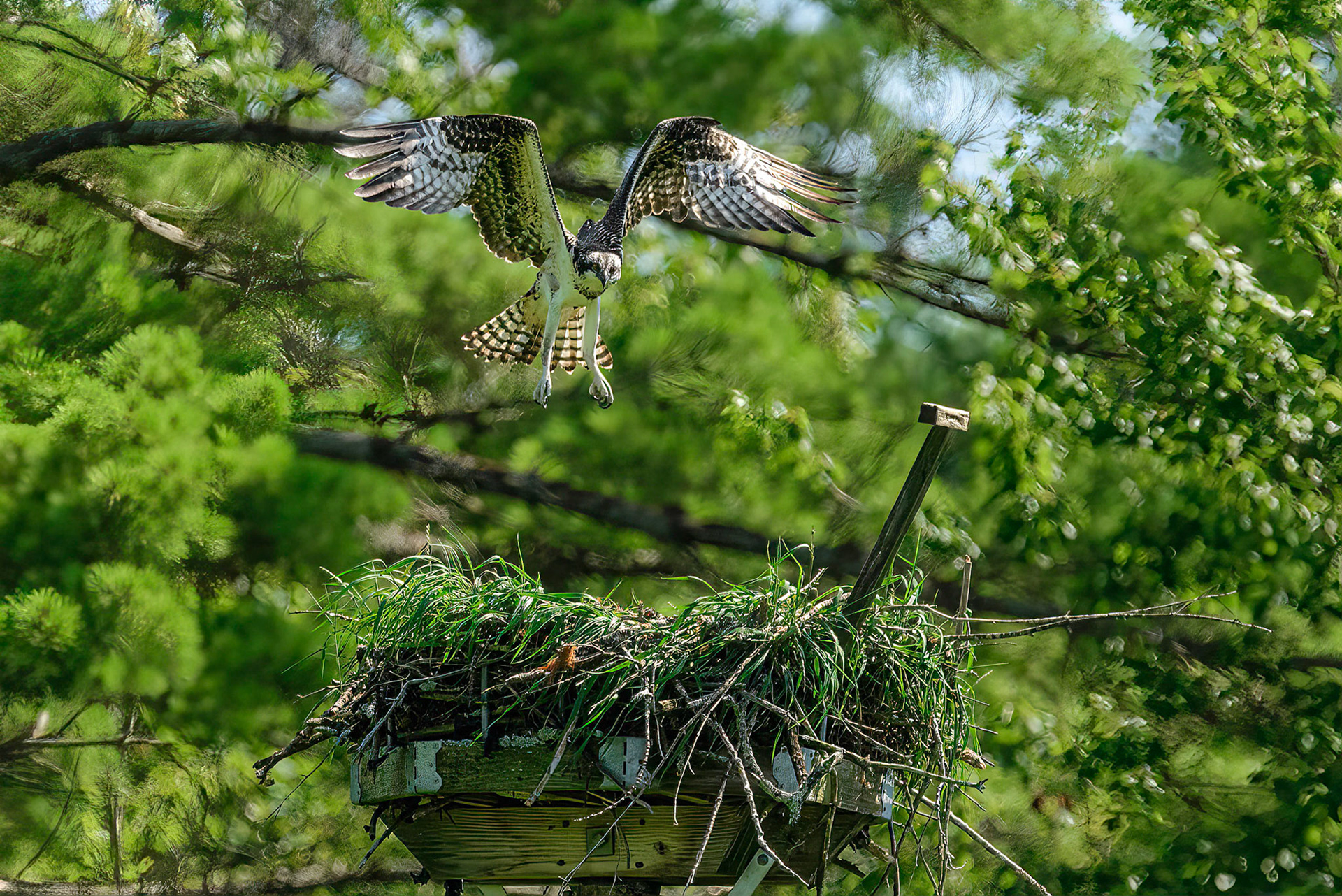 DTGD38227-Osprey coming home