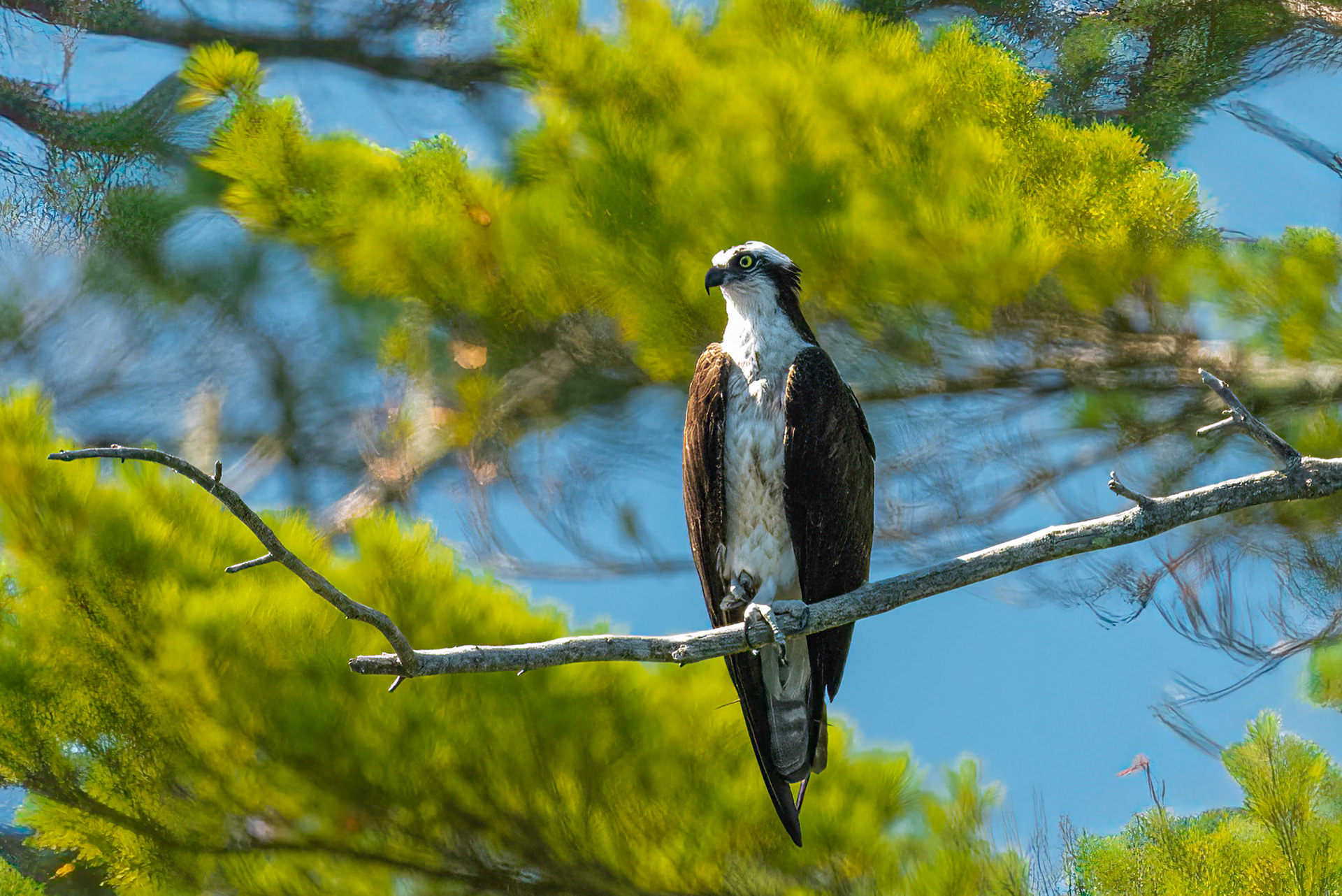 DTGD36166-Osprey