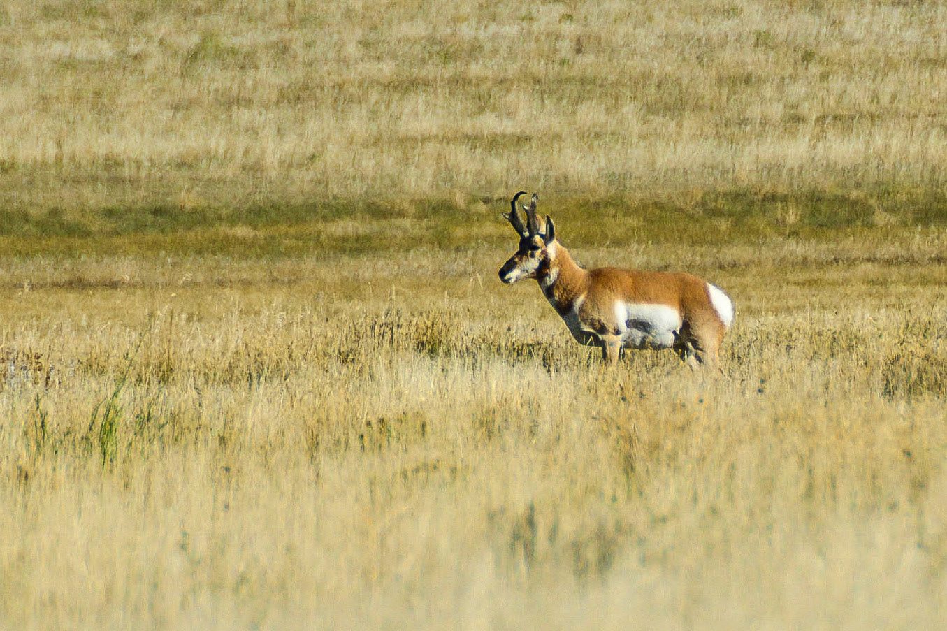DTGD21230 Prong Hron in Tetons