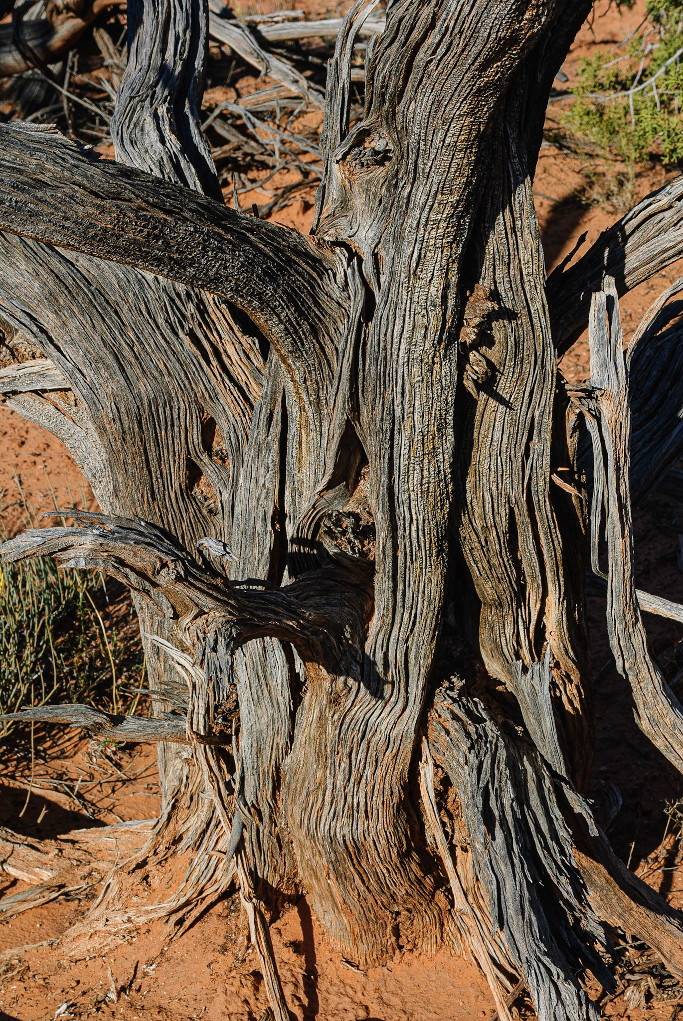 DTGD10045 Gnarled Old Tree