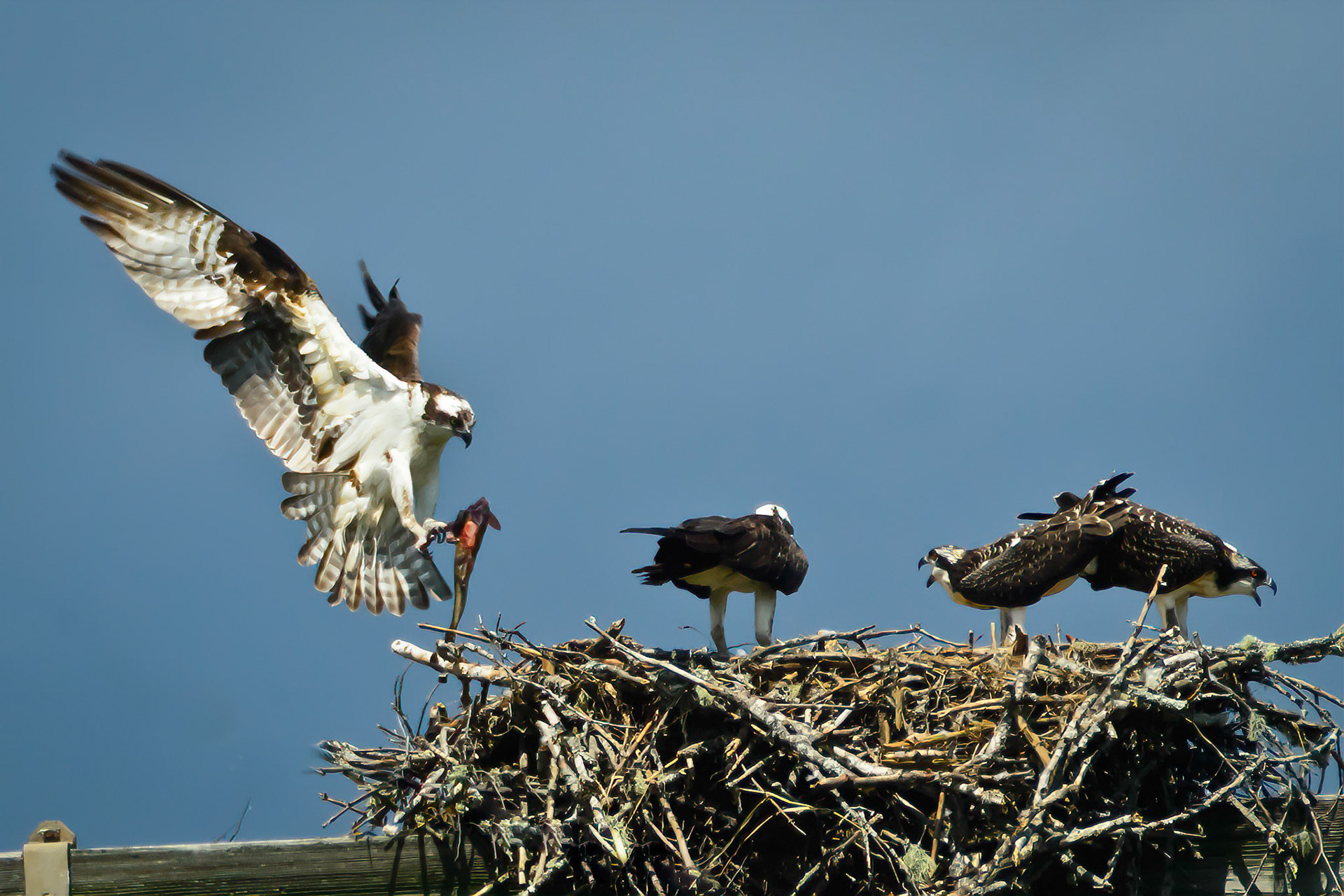 DTGD15342-Osprey Bringing Home Lunch