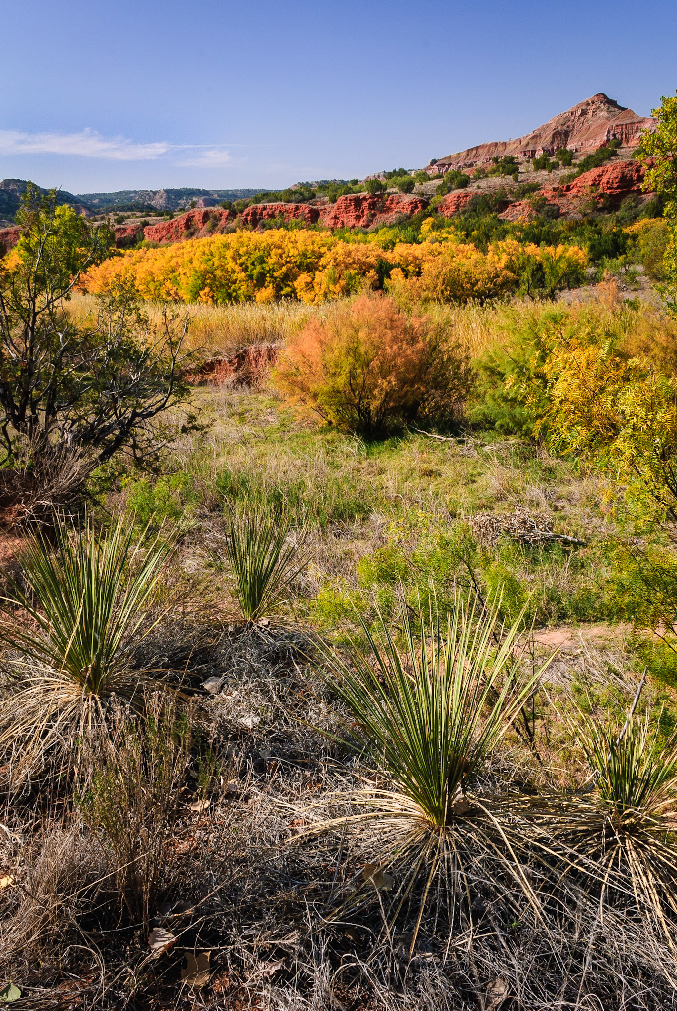 DTGD08802 Palo Doro Canyon