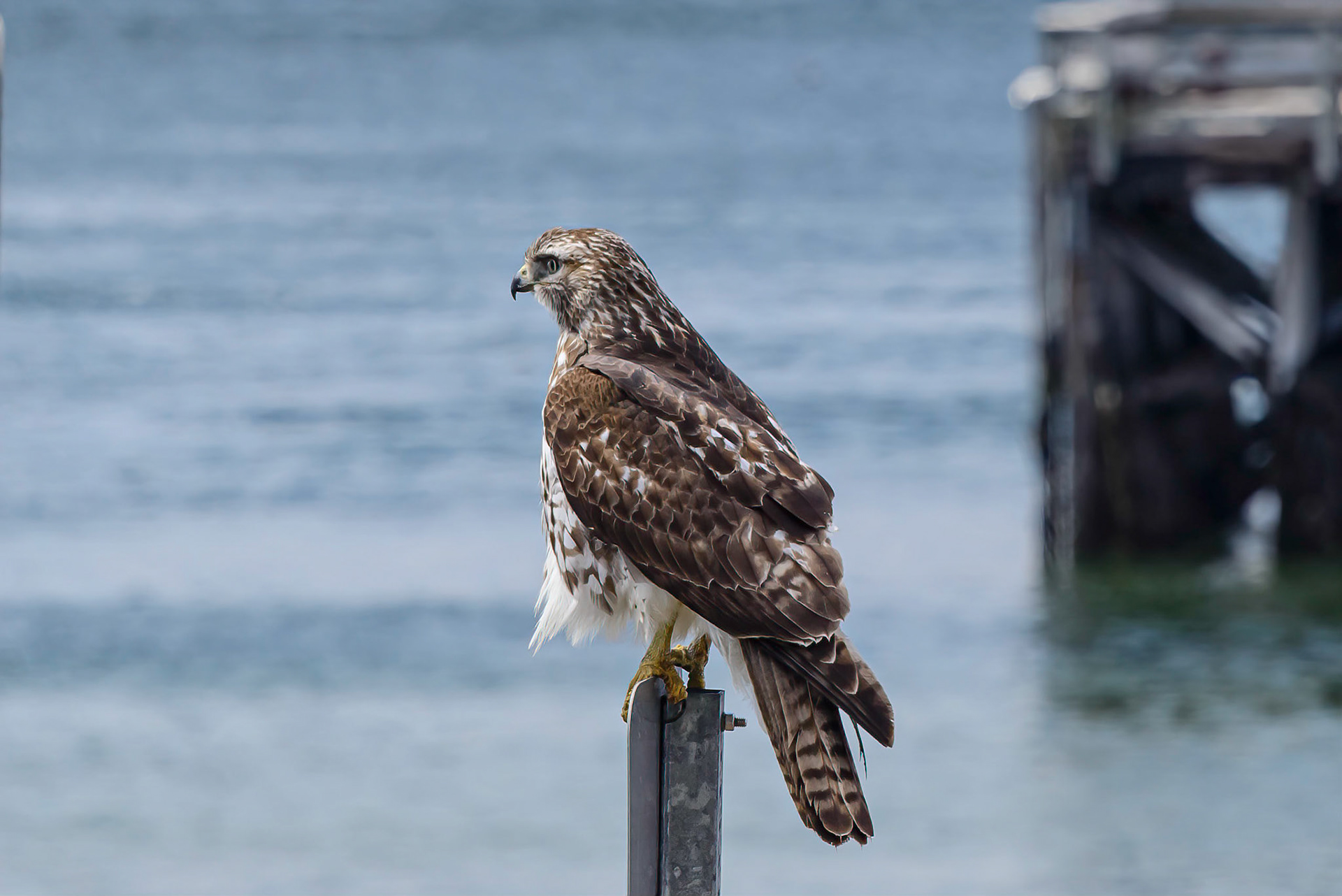 DTGD34225-Broad Winged Hawk