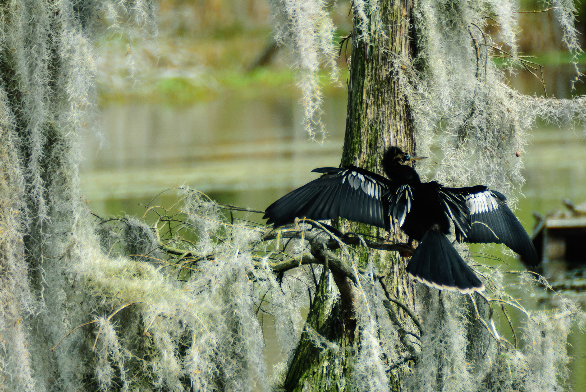DTGD14574 Anhinga