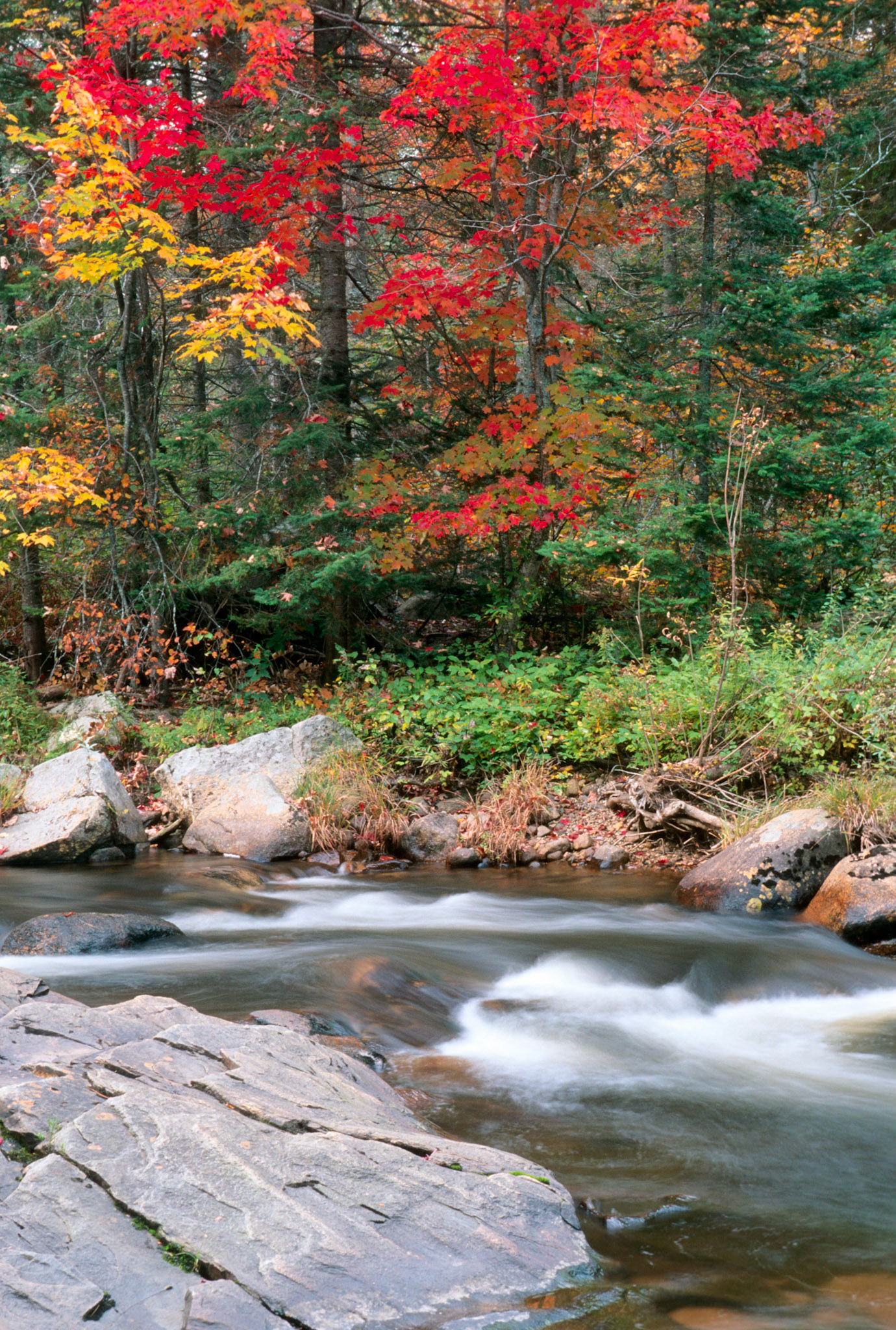 DTG00222 Fall Color on Ammonoosuc