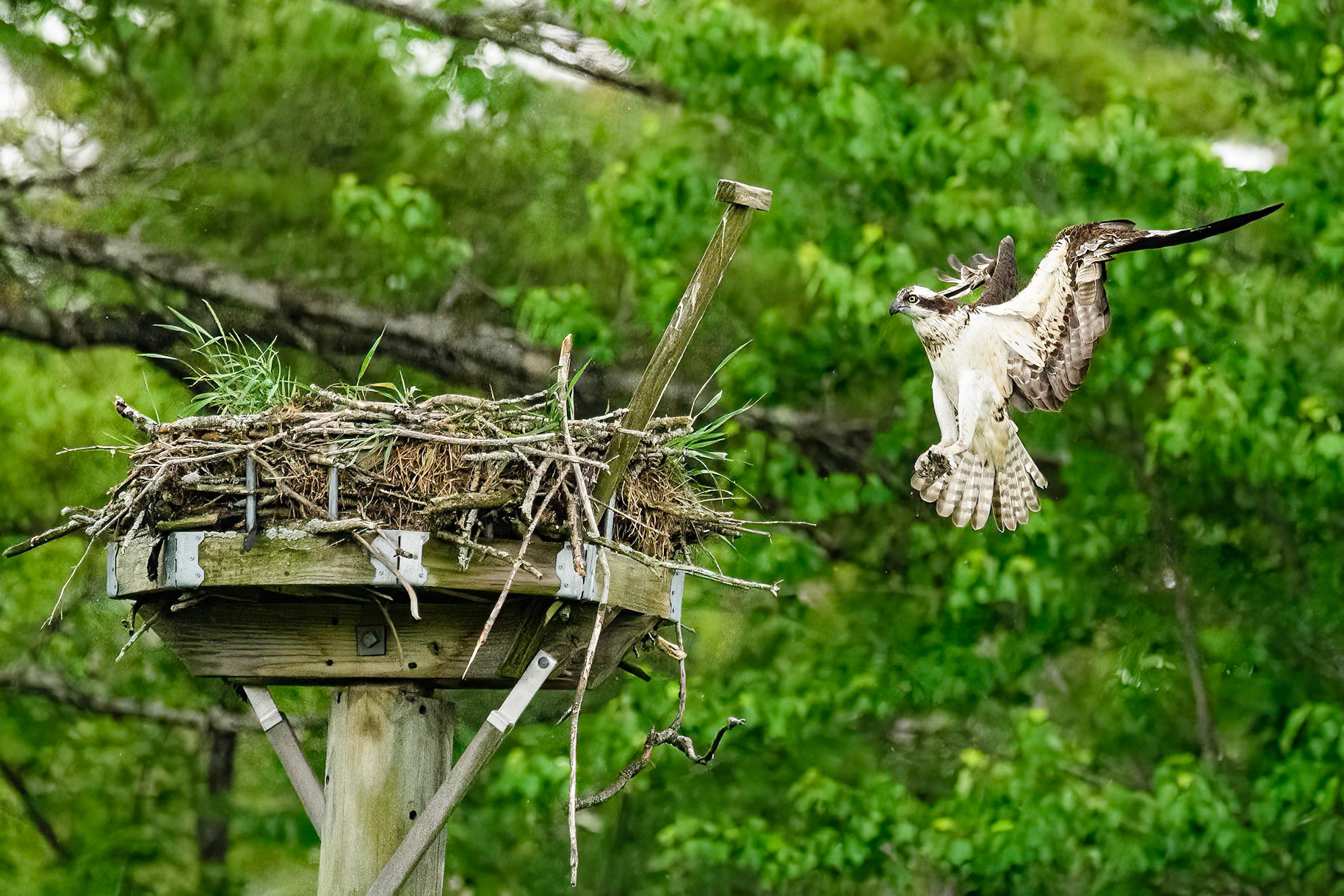 DTGD38100-Osprey coming home