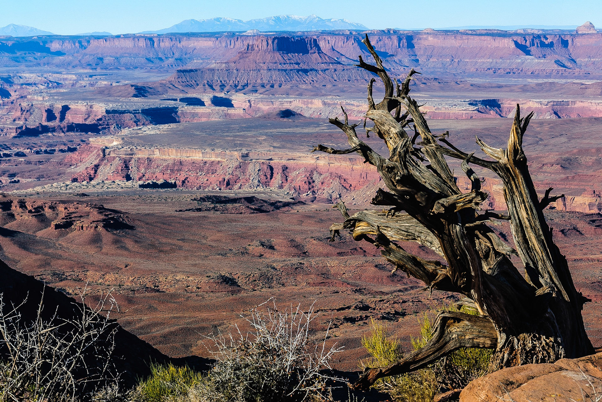 DTGD09831 Old Juniper overlooking Stillwater Canyon