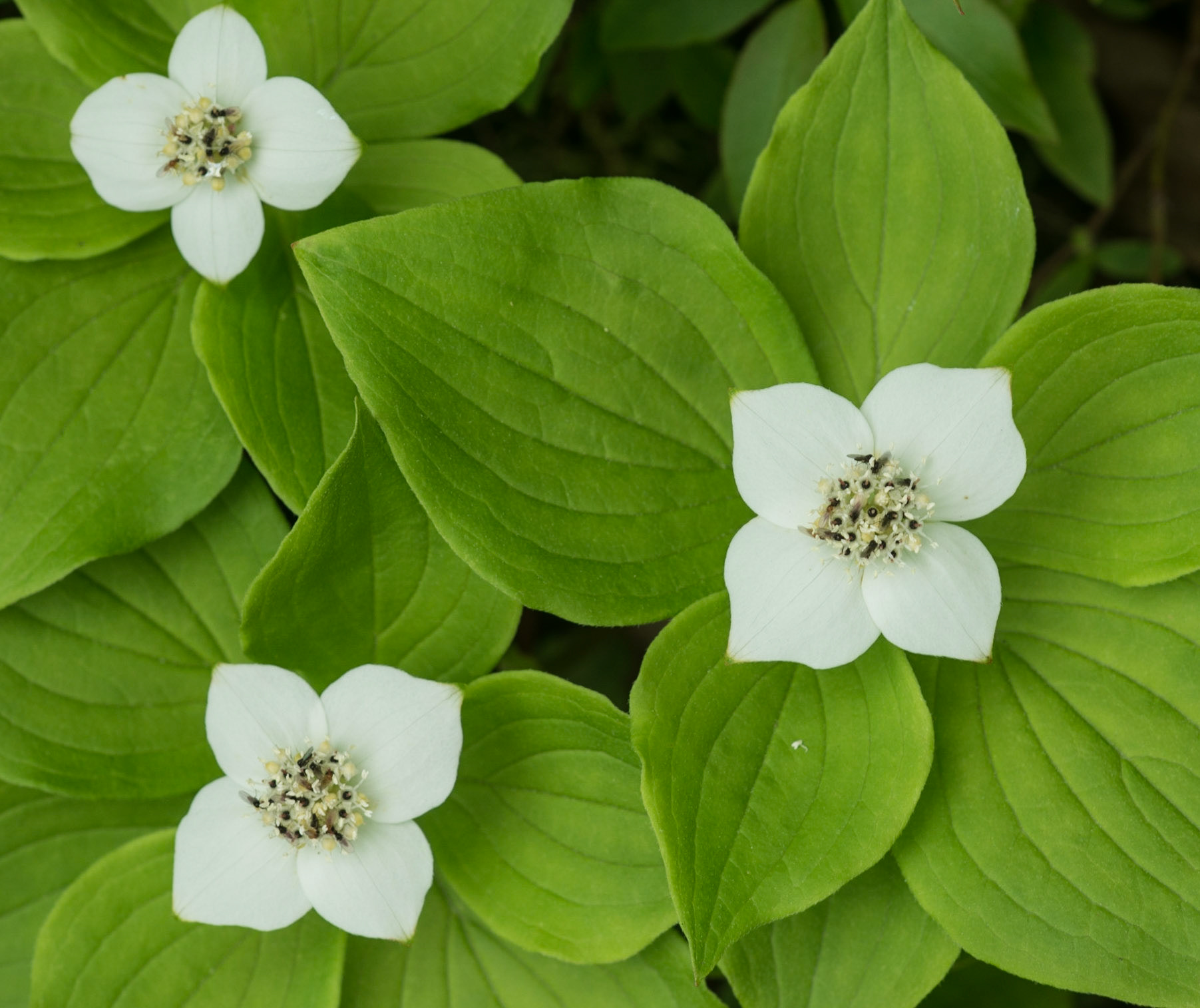 DTGD15628 Bunchberry