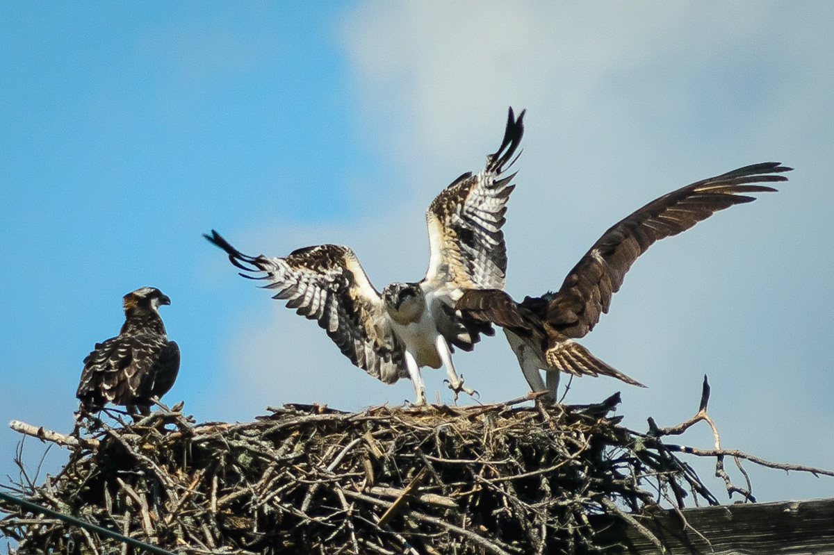 DTGD15401-Young Osprey