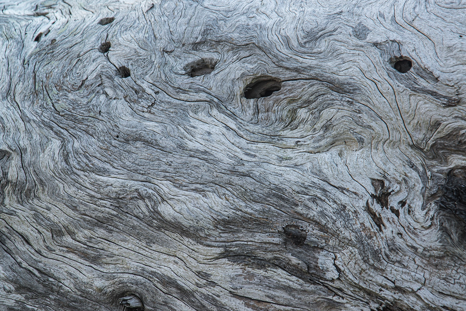 Old Tree