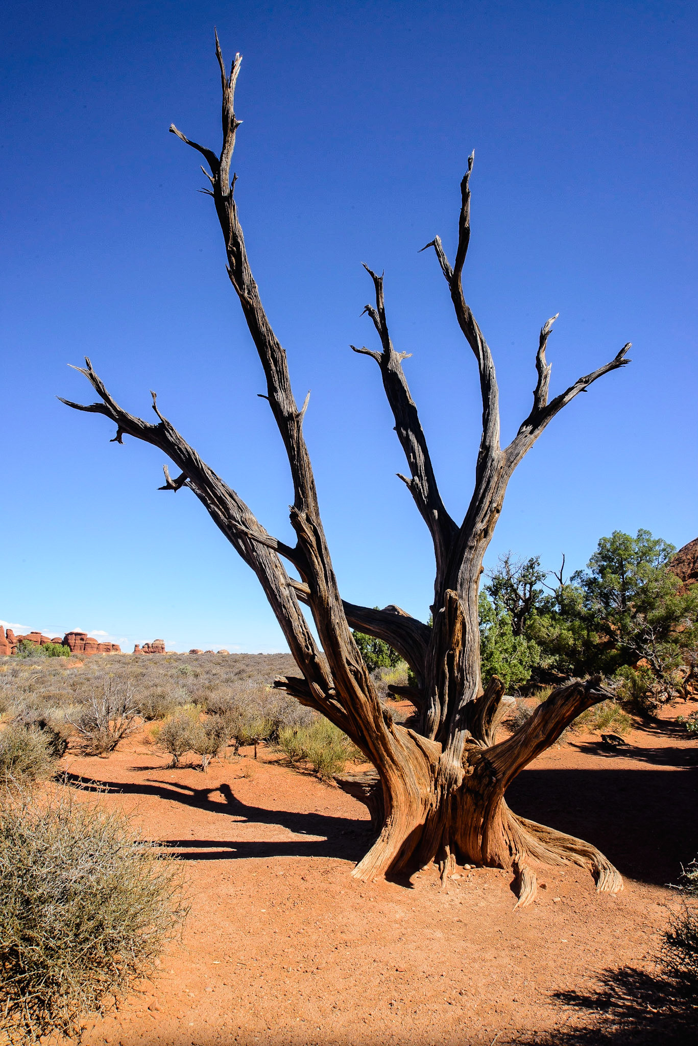 Old Spruce in Arches National Park.