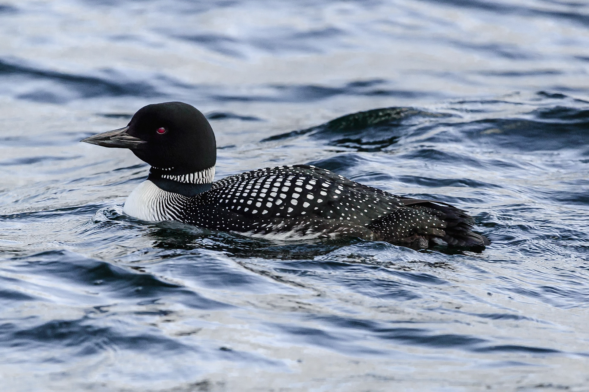 DTGD39676 Loon on Winnipesaukee