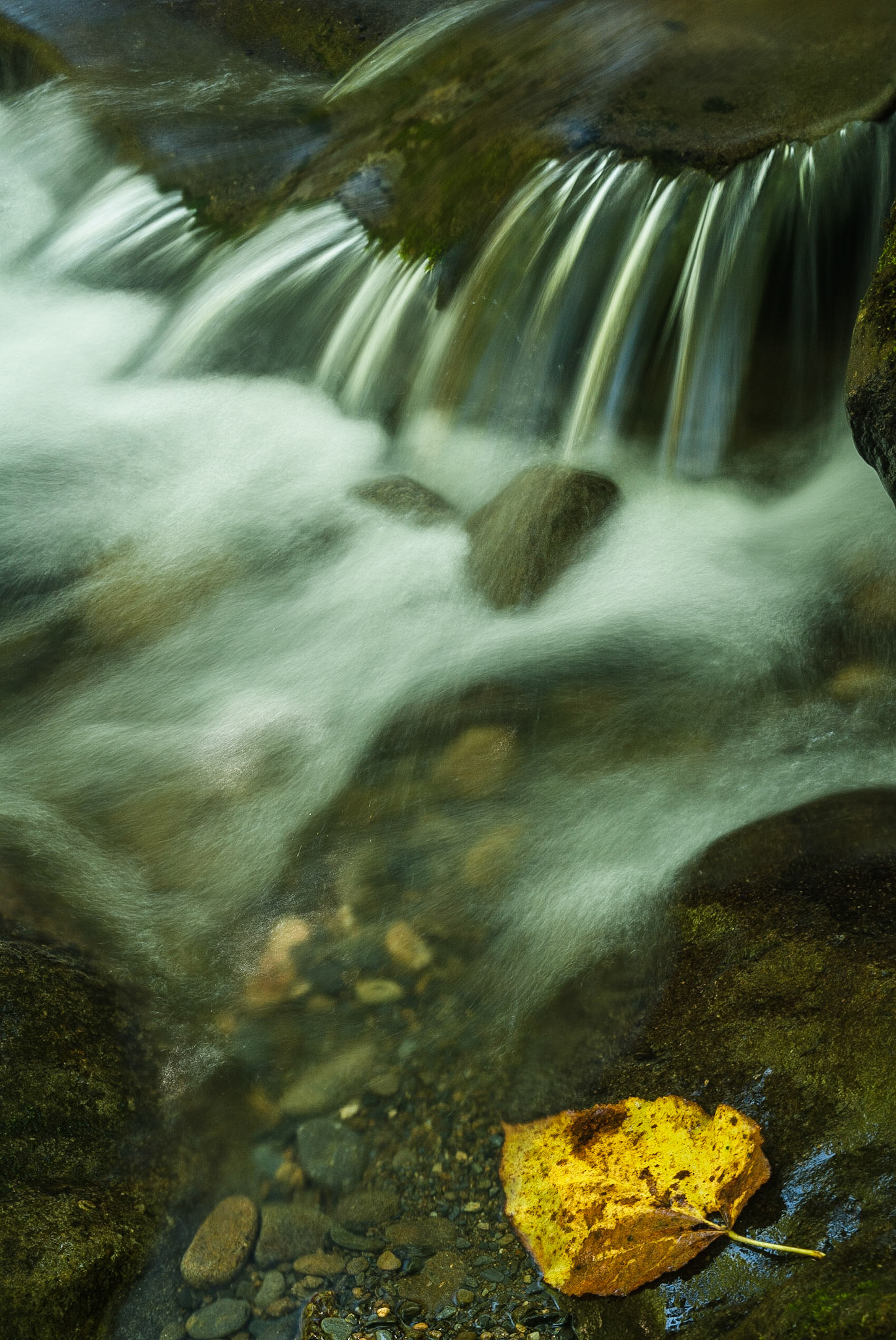 Middle Prong of Little Pidgeon River