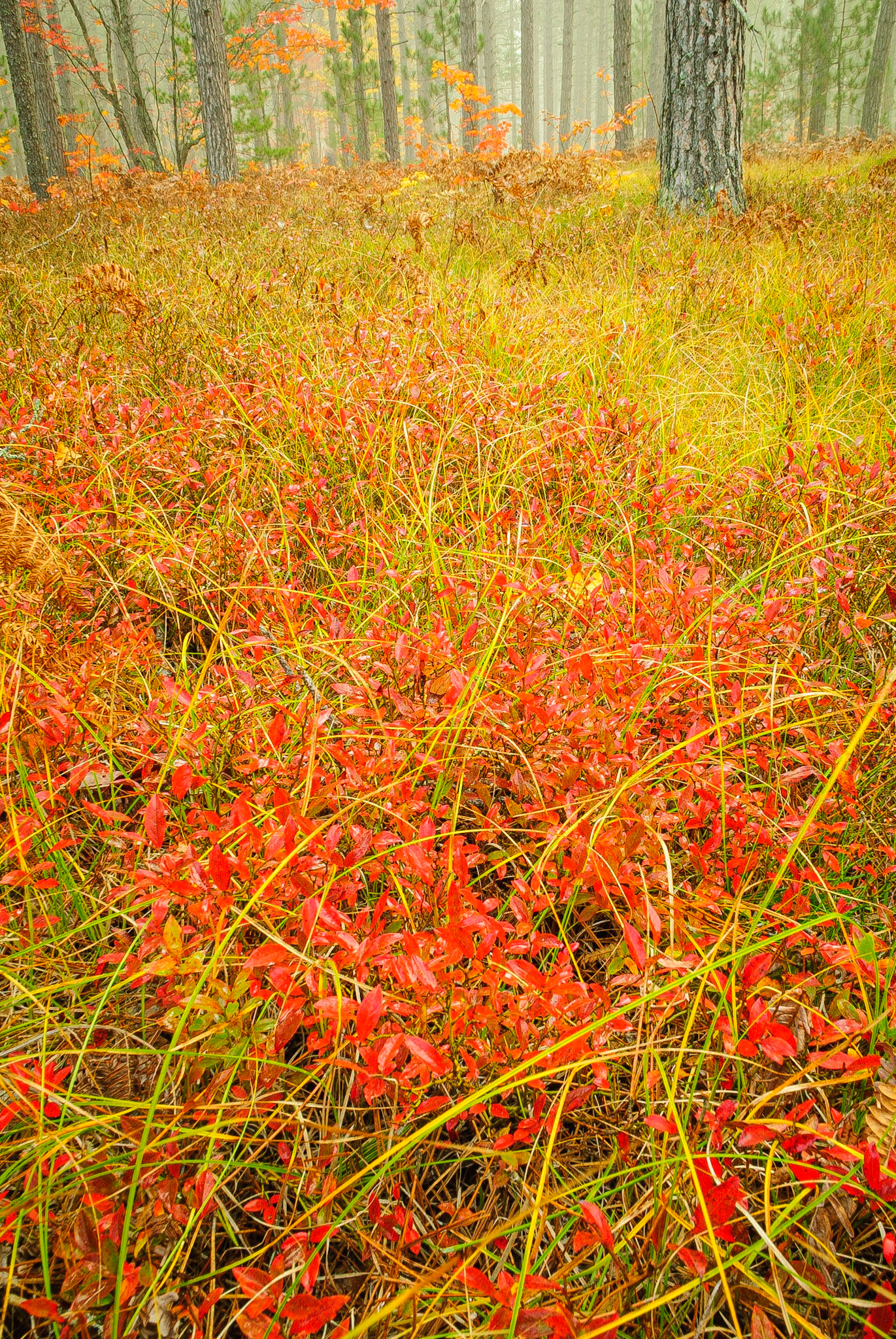 DTGD13179 Fall Color