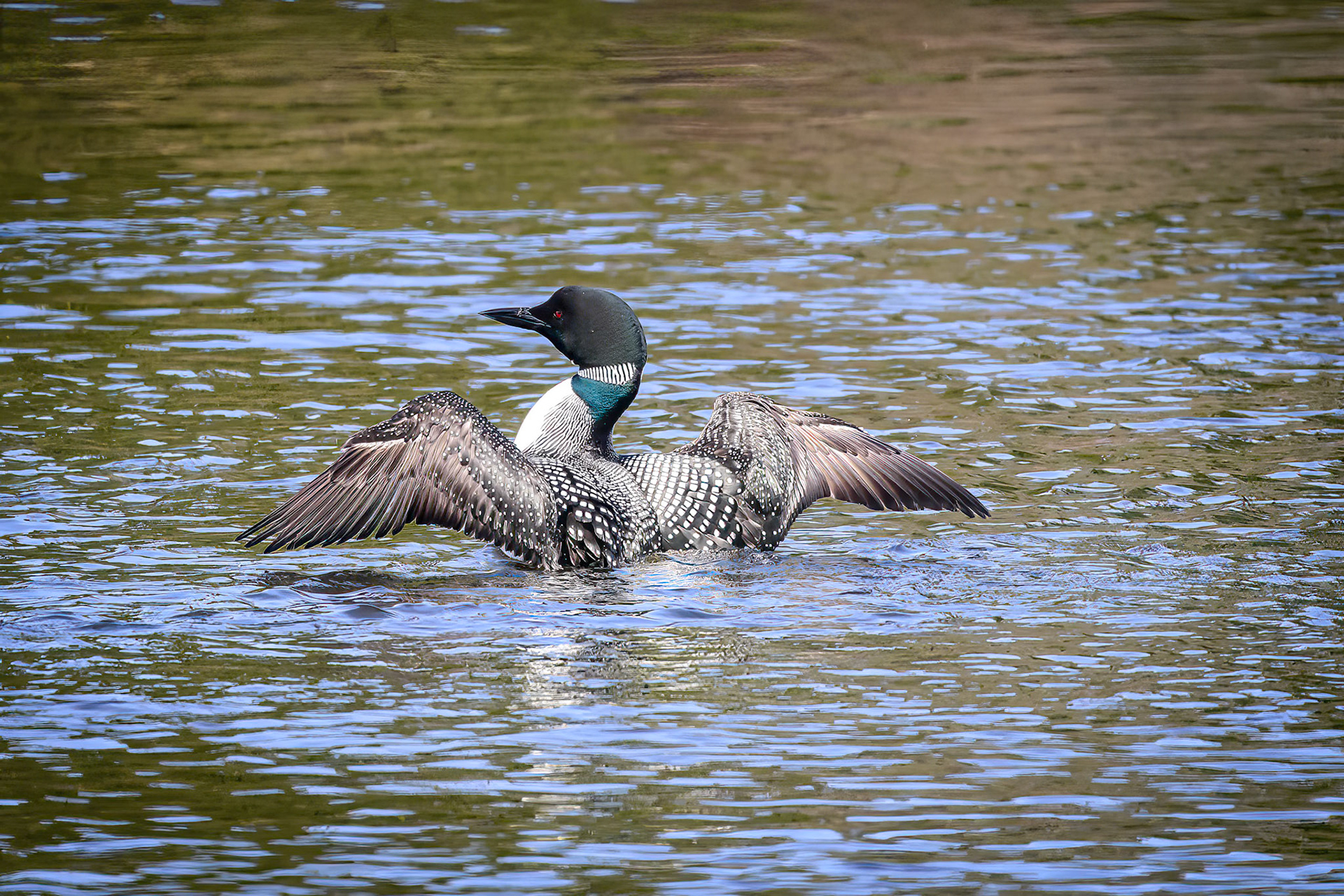 DTGD30567-Loon stretching wings