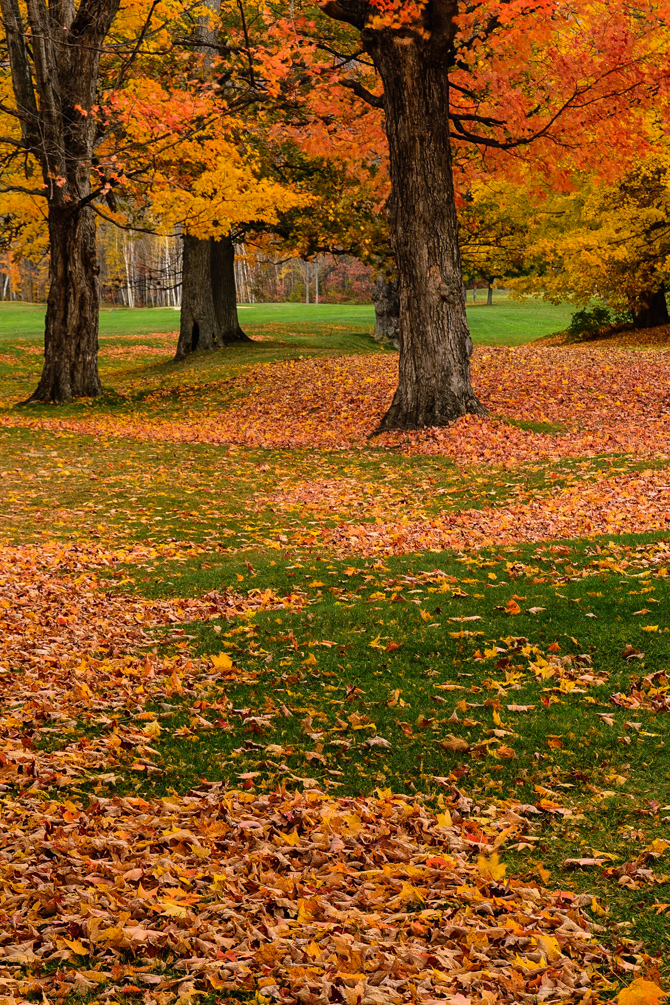 DTGD16449 Fall Maples