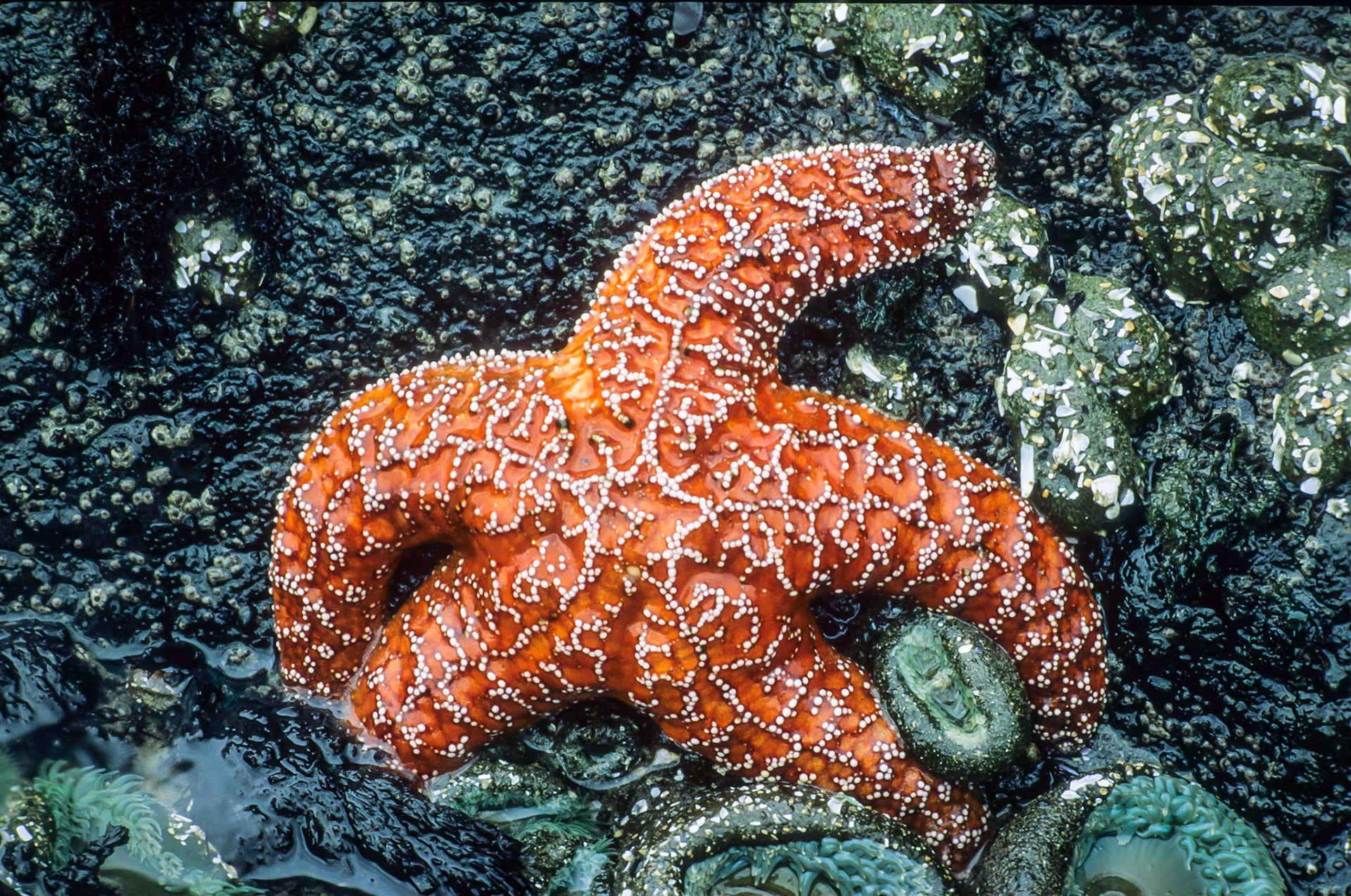 DTG06477 Star Fish, Newport, OR