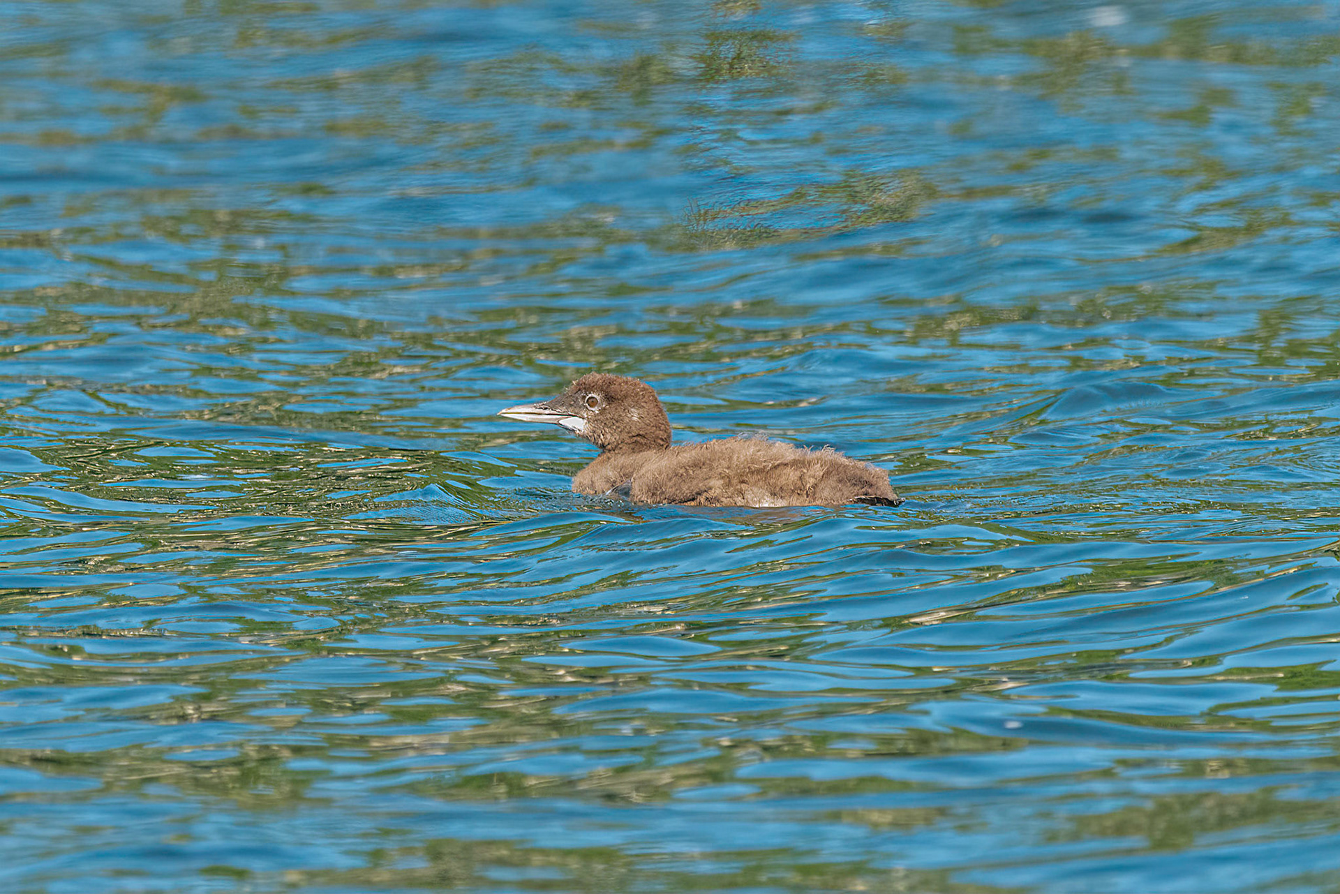 DTGD36253-Loon Chick