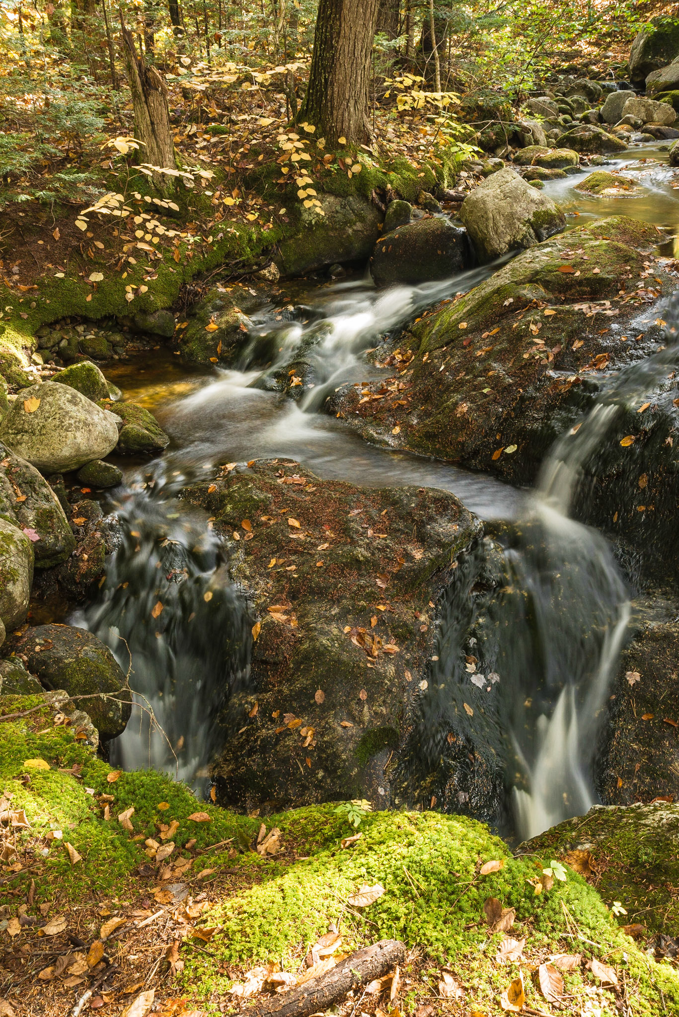 DTGD18644 Brook in Maine