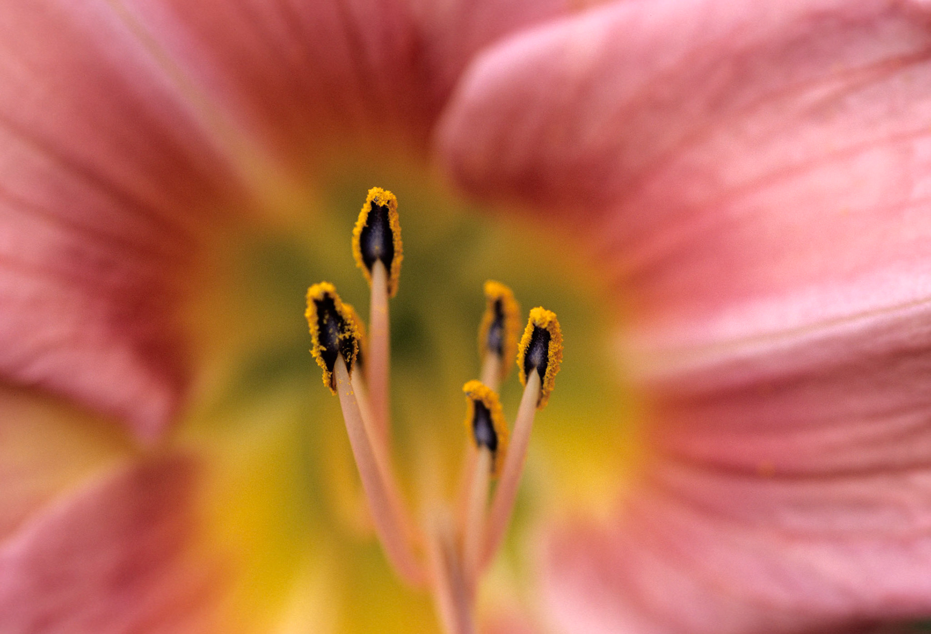 DTG02766 O Lily Stamen