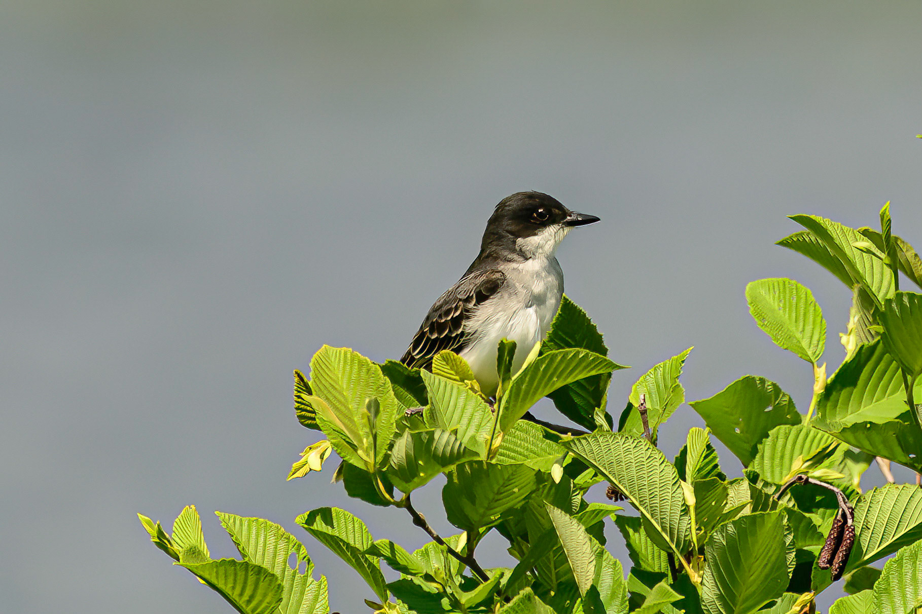 DTGD31084-Tree Swallow