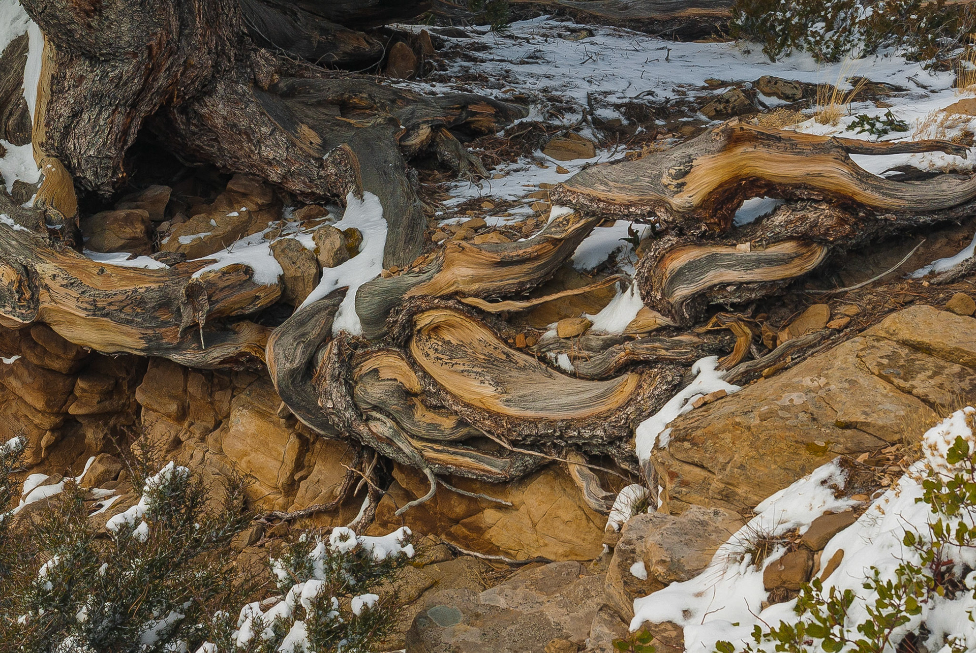 DTGD10252 Gnarly Old Tree Roots