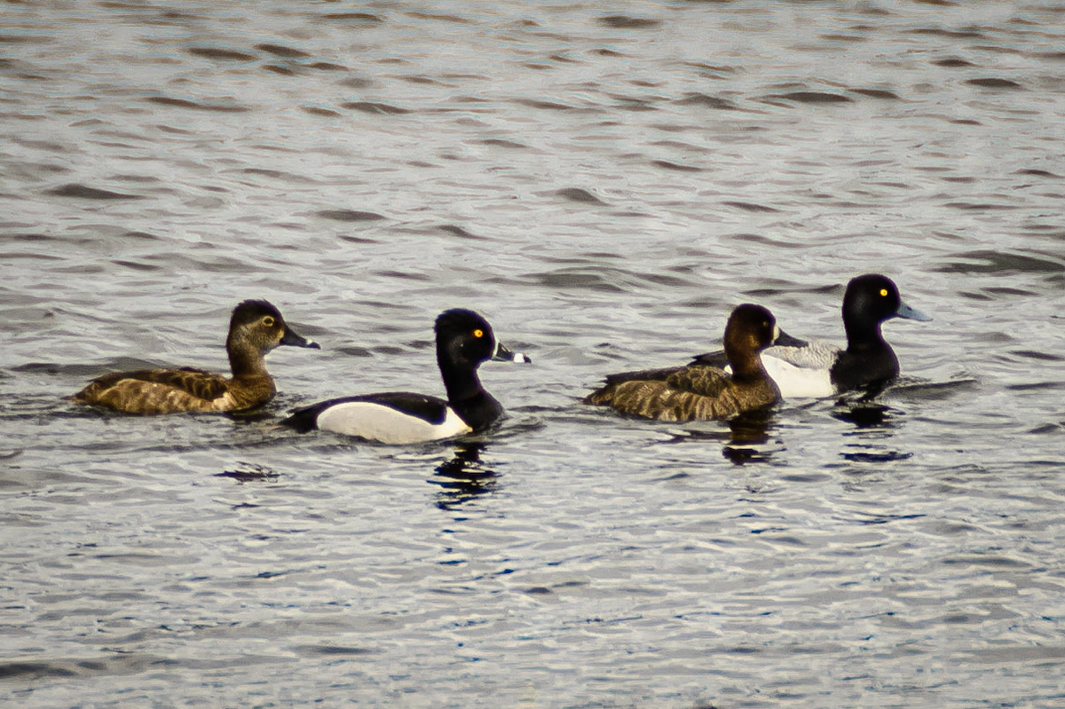DTGD19971-Ring-necked Ducks