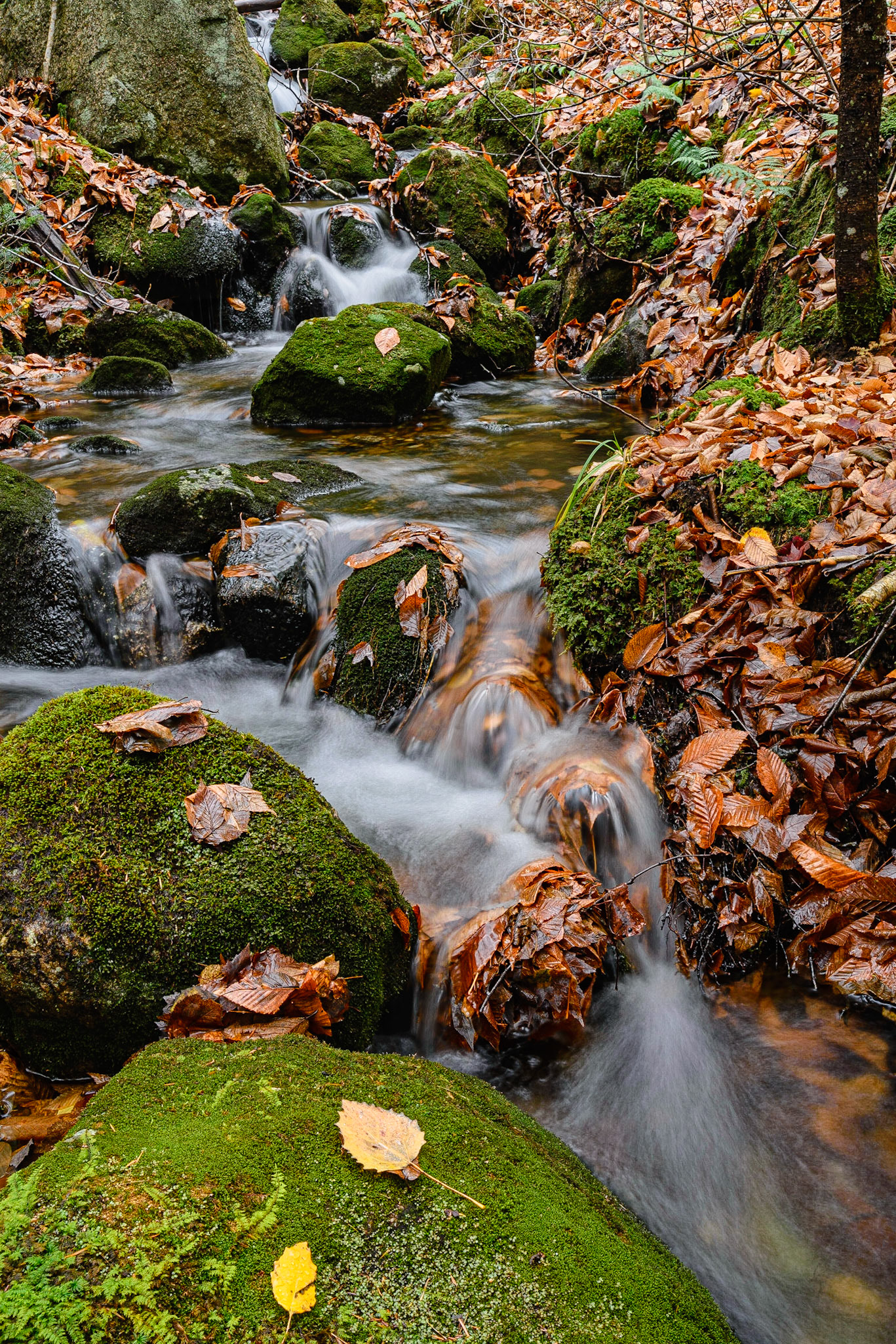 DTGD19148 Sebosis Brook