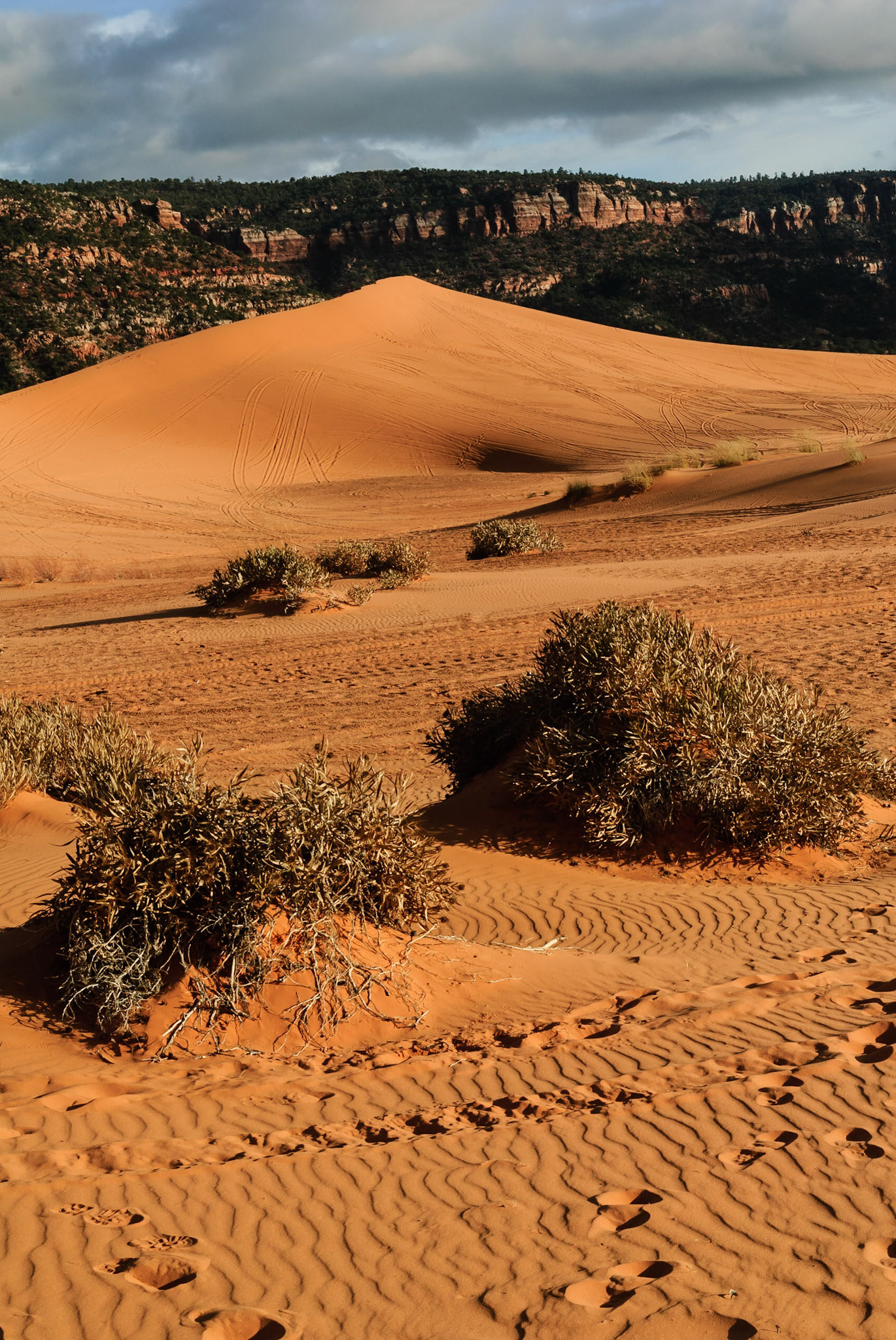DTGD11222 Coral Pink Sand Dunes, UT