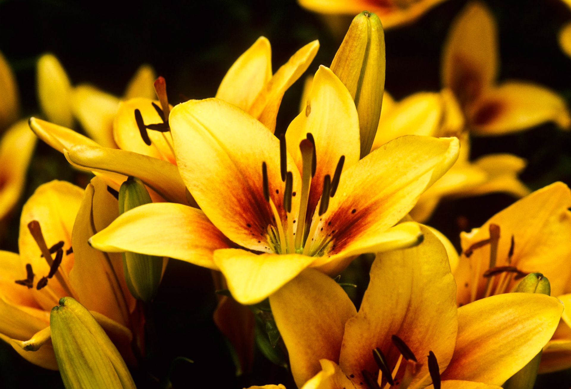 DTG01854J Yellow Lilies