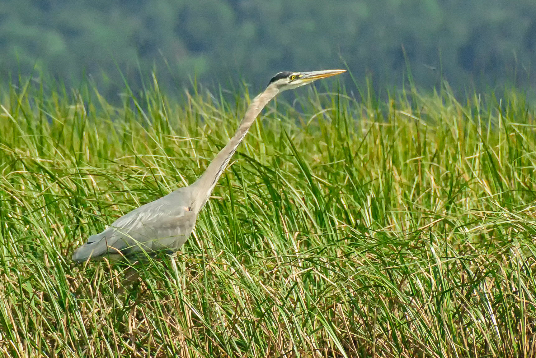 DTGD01501-Blue Herron