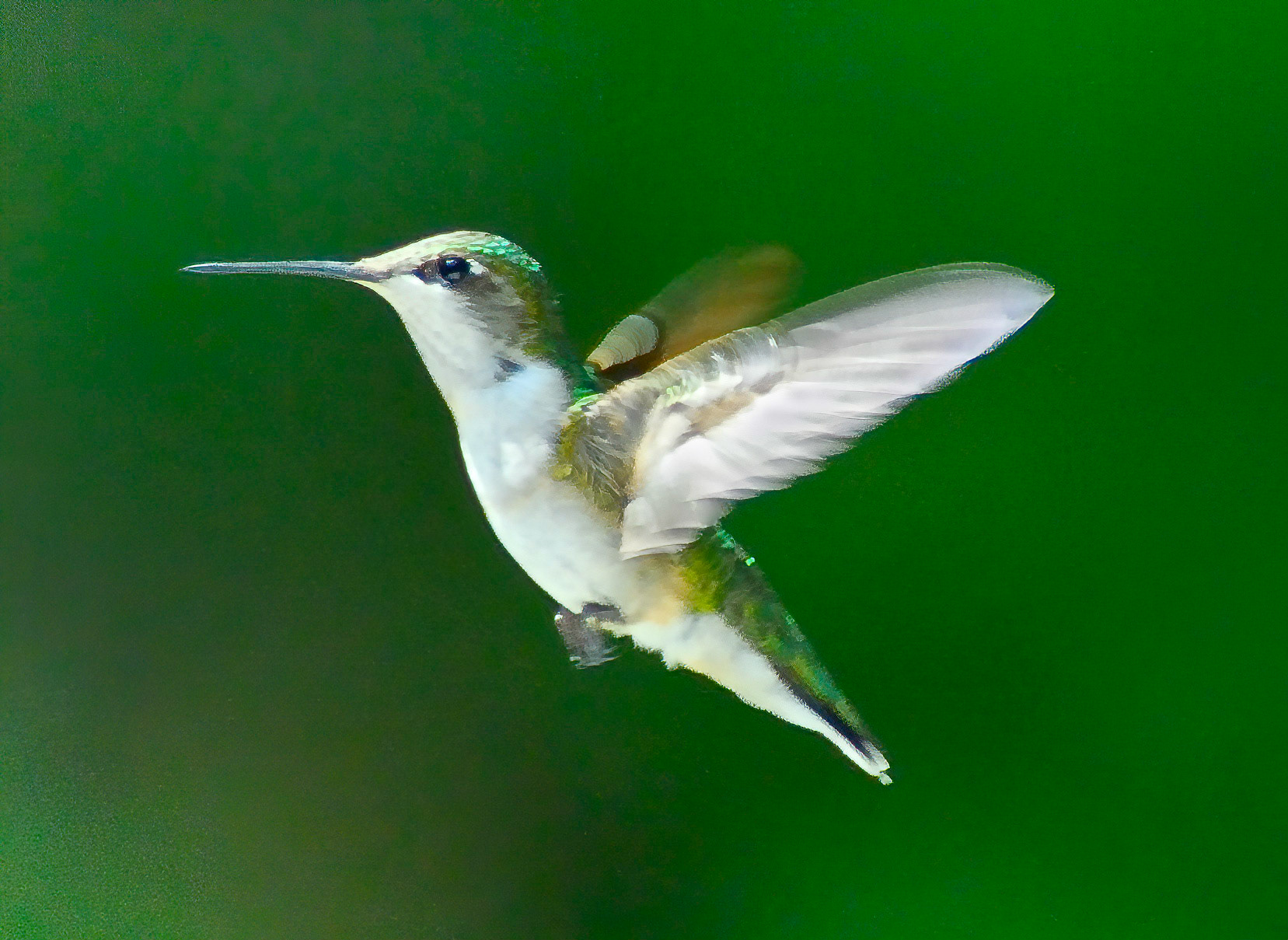 DTGD01476-Humming Bird