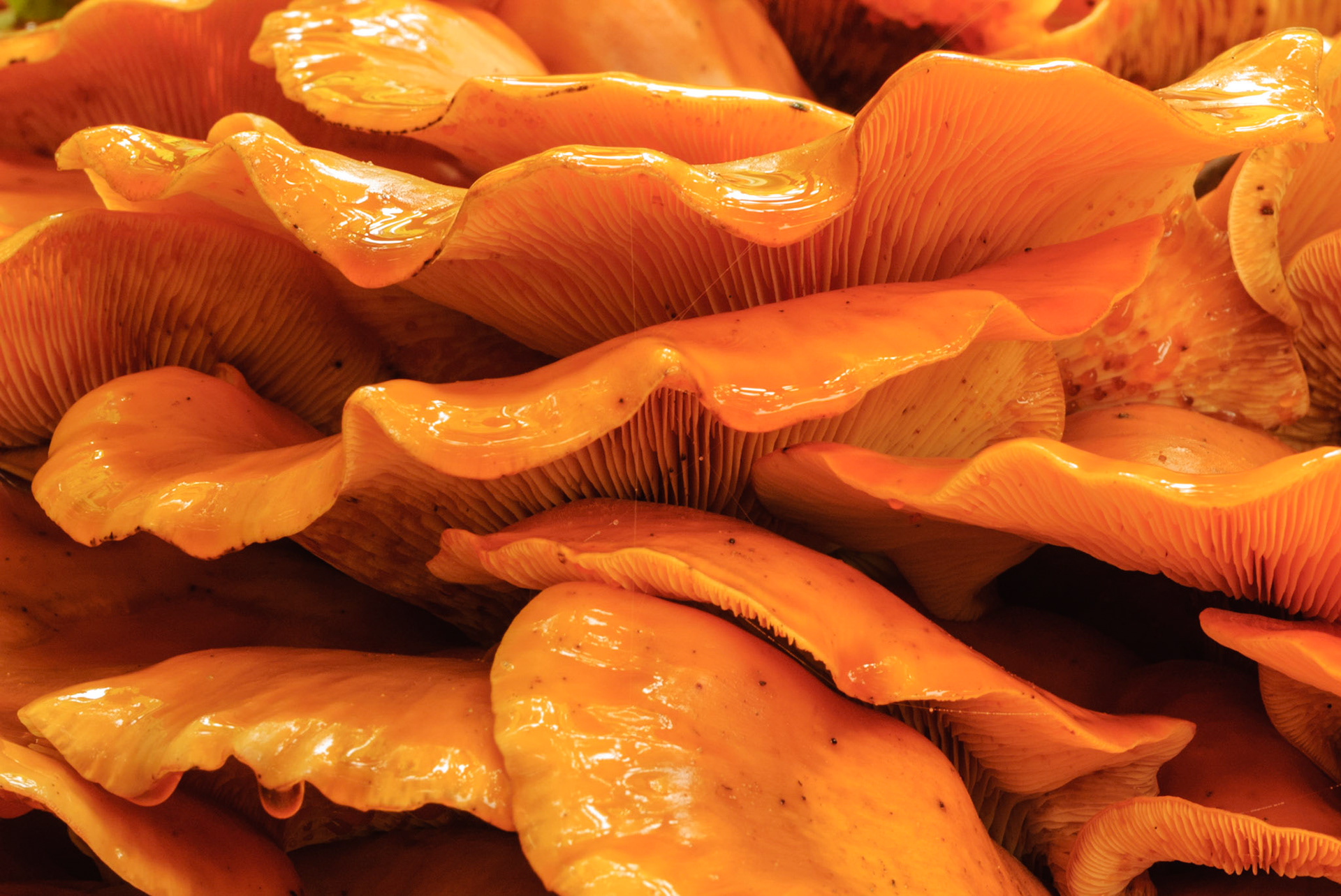 DTGD07741 Fall Fungus, Swift River