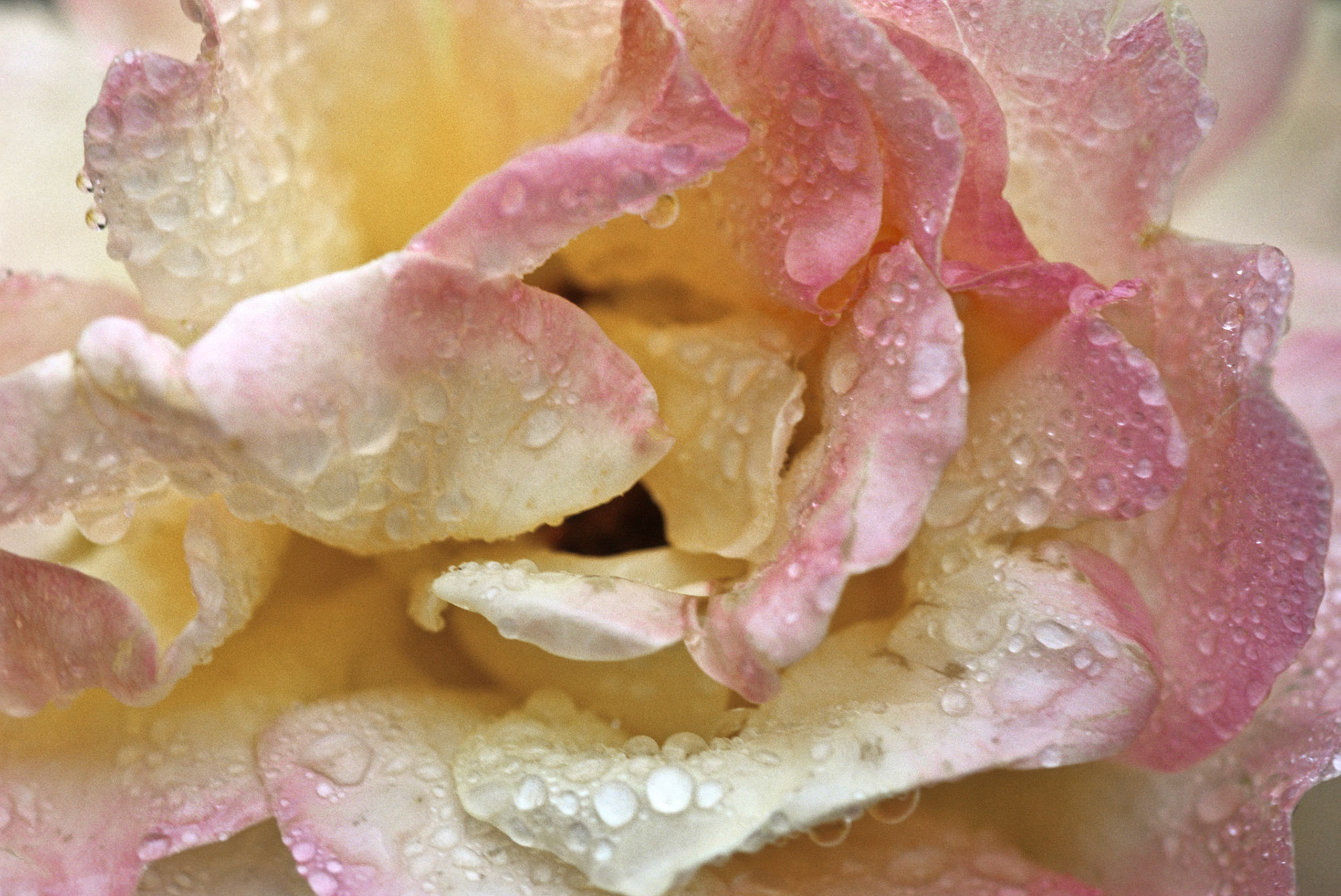 DTG01848I Rockport Rose