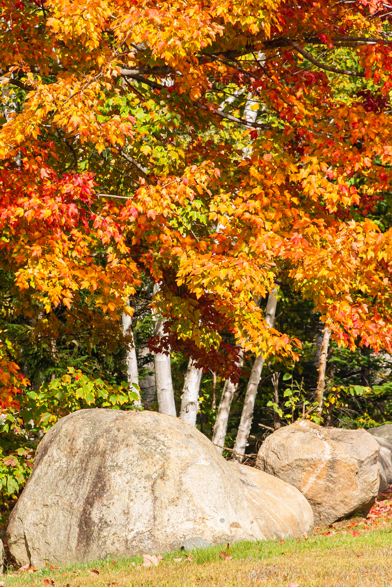 DTGD36693 Fall Color, NH