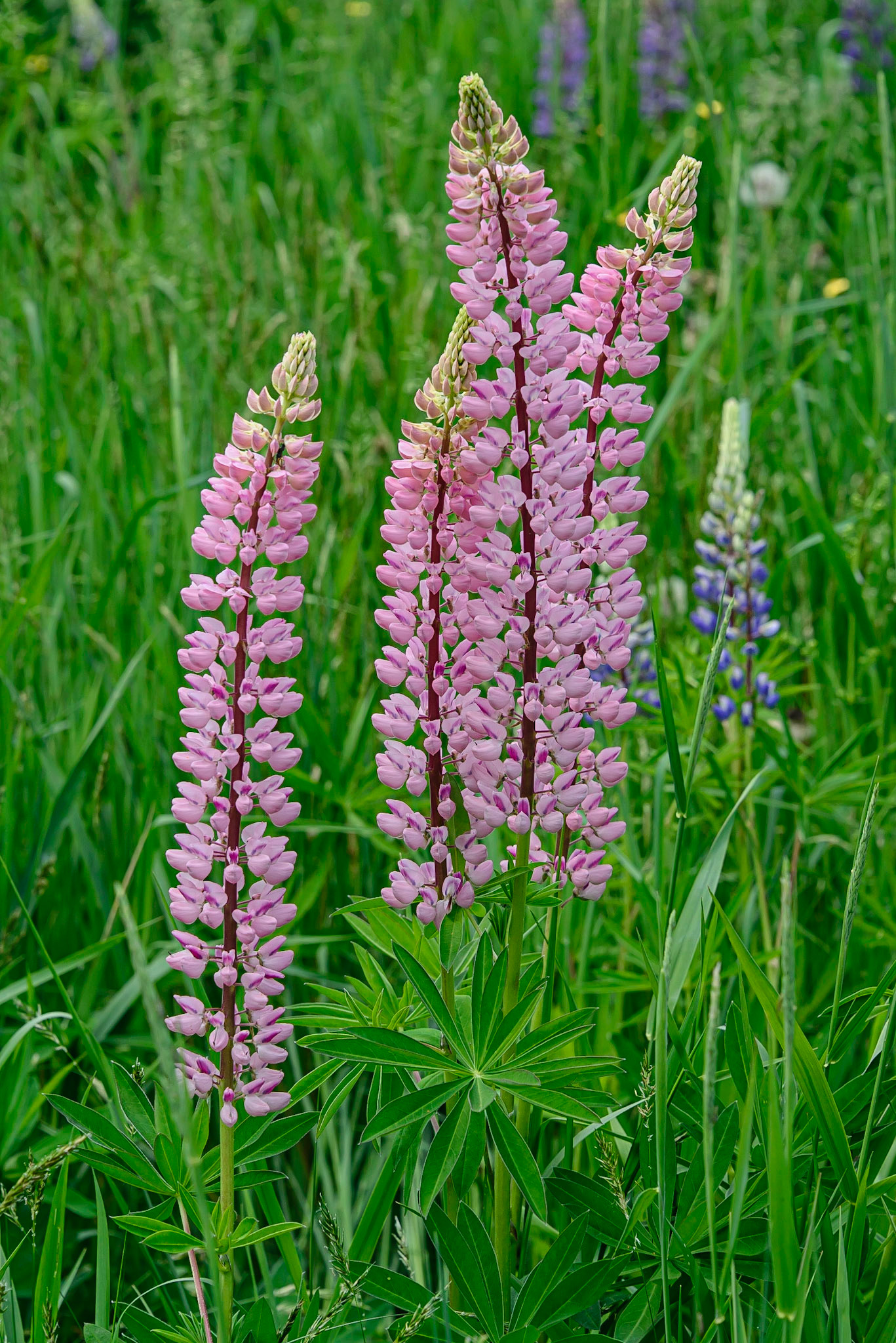 DTGD34494 Lupine
