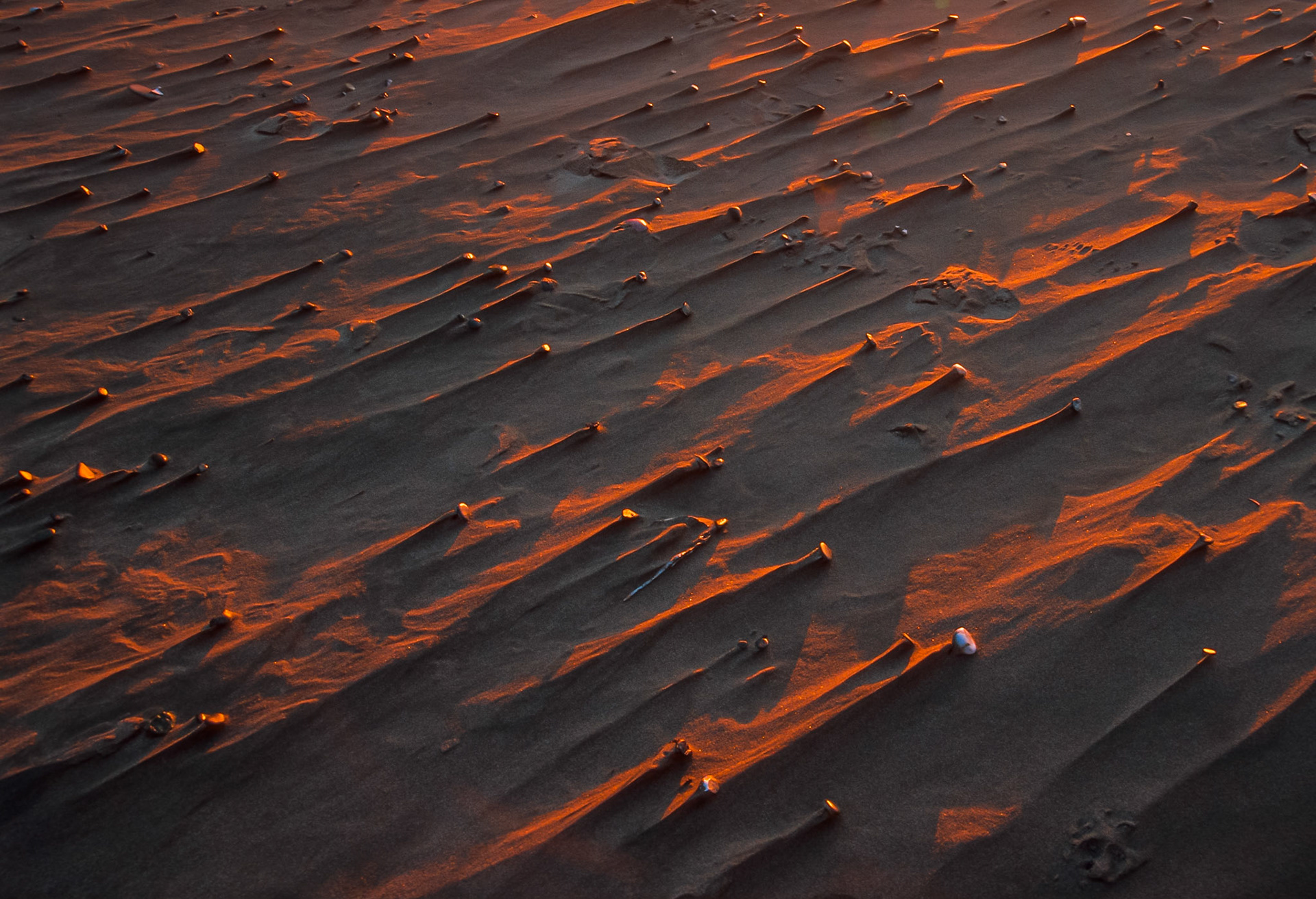 DTG06260 Sunset Wind Blown Sand Bandon OR