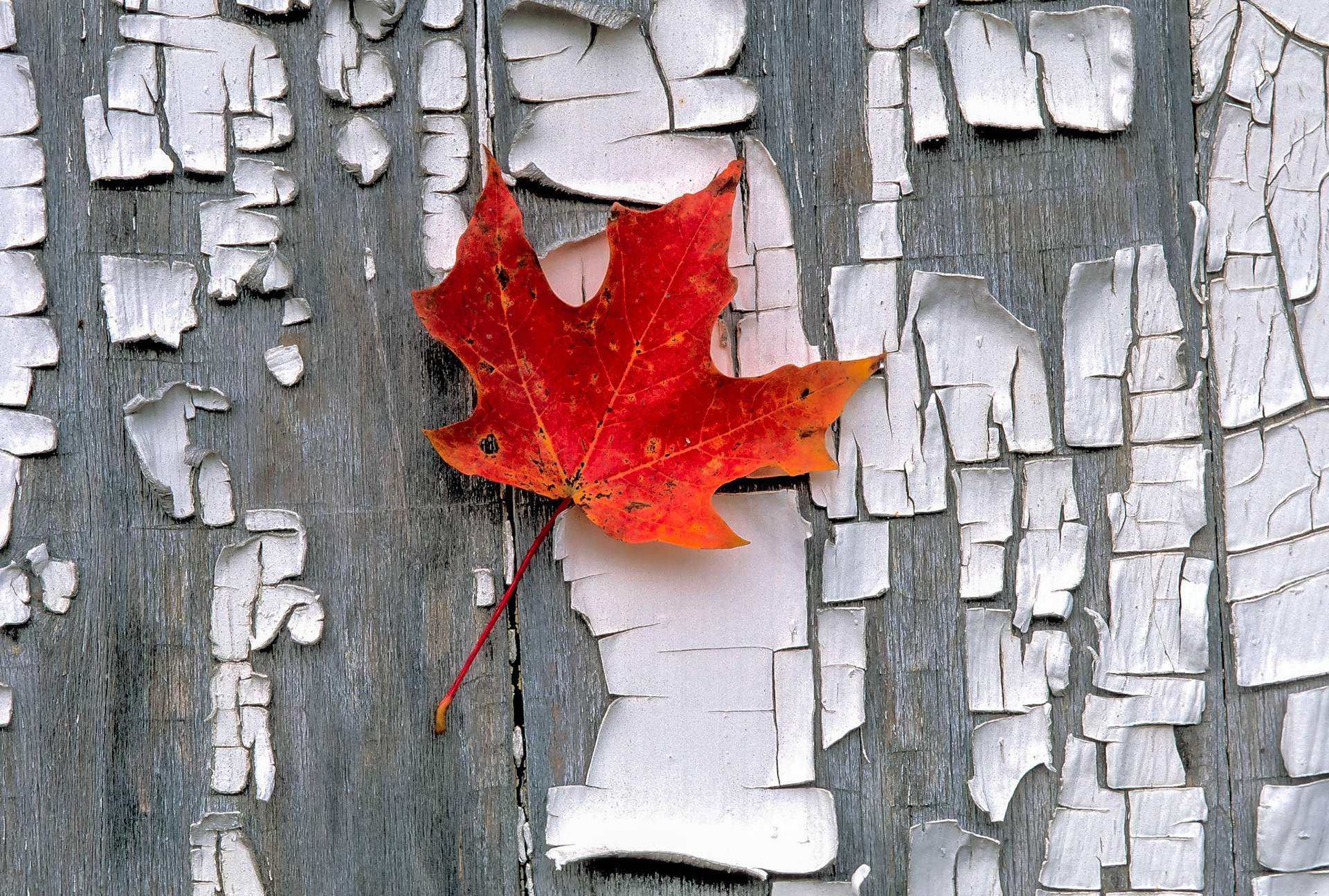DTG04329 Leaf on Barn Door